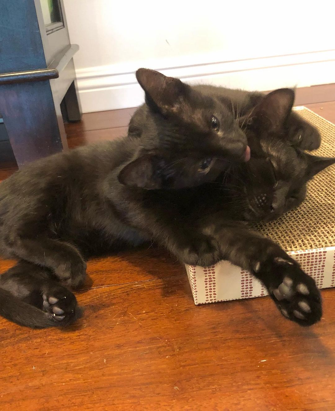 Chowder and Truffles are inseparable brothers  that were rescued from Carson Shelter at the final hour. They were just wee little ones when we rescued them. A few weeks after we got them they started to show signs of ringworm 😳🤦🏻‍♀️ so their adoption was delayed until they were cleared. Well- it’s time!! They are ready to go home! 🖤 All cleared and zero signs of any ringworm for awhile now. ❤️
These 2  spend all their time with their foster family and need a home where they can get lots of love because they want to be with people 24/7. Truffles is a lap
kitten that can never get enough affection. Chowder is crazy, silly and very chatty. They are also both great with the Foster’s adult cats. Anyone would be lucky to add them to their family ❤️
Approx DOB July 21.
.
.
,
,
,
,
.
.
<a target='_blank' href='https://www.instagram.com/explore/tags/carsonsheltersurvivor/'>#carsonsheltersurvivor</a><a target='_blank' href='https://www.instagram.com/explore/tags/littlepanthers/'>#littlepanthers</a><a target='_blank' href='https://www.instagram.com/explore/tags/blackkittensofig/'>#blackkittensofig</a><a target='_blank' href='https://www.instagram.com/explore/tags/minipanthers/'>#minipanthers</a> <a target='_blank' href='https://www.instagram.com/explore/tags/blackkittens/'>#blackkittens</a><a target='_blank' href='https://www.instagram.com/explore/tags/kittensofinstagram/'>#kittensofinstagram</a>もふもふ