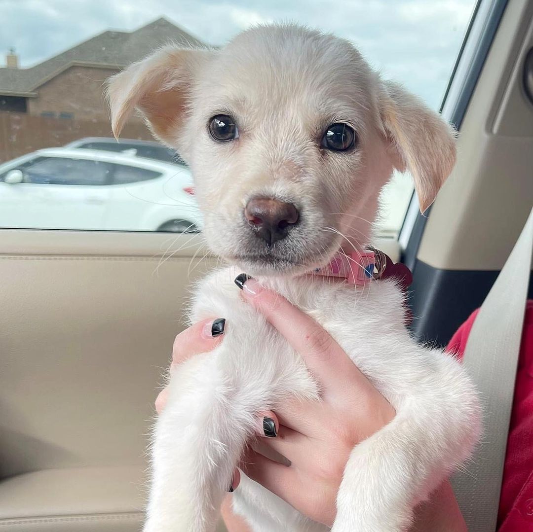 Meet Frumpy! 

This little lady was an unhappy puppy when she came to Saving Hope and was given the nickname of “Frumpy”. After spending some time at the vets and good round of antibiotics, Frumpy was finally on the mend! She has spent her time recovering and blossoming into a true playful puppy. Frumpy isn't so frumpy after all. ❤️

Frumpy is a smart girl. She sleeps on the bed through the entire night and knows how to use a doggy door when she needs to go out. She is good with both cats, kids, and dogs. She is a vocal girl and lets you know when it’s time to snuggle. Oh and she's just a 2 month old retriever mix! 

Apply to adopt Frumpy at savinghoperescue.org/adopt