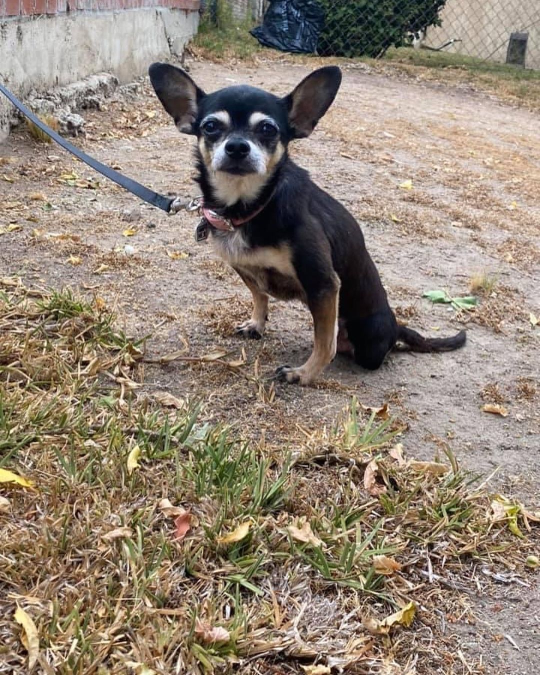 Wonderful news our little special needs chihuahua named Angela was adopted today.  Hopefully all goes well.  As we got to know her personality she was OK with other dogs but didn’t like to share the attention.  She will be living in a home with one other dog so hopefully it works out.  Thanks you to those that helped networked her.