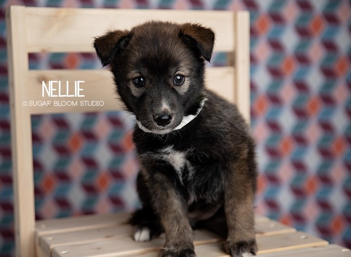 Say hello to our little friends! 

Meet Mama Nyke & her amazingly cute puppies.  They are guessed to be Shepherd mixes & are almost ready for their forever families. 

It doesn't get much cuter than this! 

Please note that homeownership is required!

👇👇SUBMIT AN APPLICATION HERE: 👇👇
https://2babrescue.org/adoption-fees-info
.
.
.
<a target='_blank' href='https://www.instagram.com/explore/tags/2babr/'>#2babr</a> <a target='_blank' href='https://www.instagram.com/explore/tags/2blondesallbreedrescue/'>#2blondesallbreedrescue</a> <a target='_blank' href='https://www.instagram.com/explore/tags/colorado/'>#colorado</a> <a target='_blank' href='https://www.instagram.com/explore/tags/denver/'>#denver</a> <a target='_blank' href='https://www.instagram.com/explore/tags/coloradorescue/'>#coloradorescue</a> <a target='_blank' href='https://www.instagram.com/explore/tags/adoptdontshop/'>#adoptdontshop</a> <a target='_blank' href='https://www.instagram.com/explore/tags/shepherds/'>#shepherds</a> <a target='_blank' href='https://www.instagram.com/explore/tags/puppiesofinstagram/'>#puppiesofinstagram</a> <a target='_blank' href='https://www.instagram.com/explore/tags/instacute/'>#instacute</a>