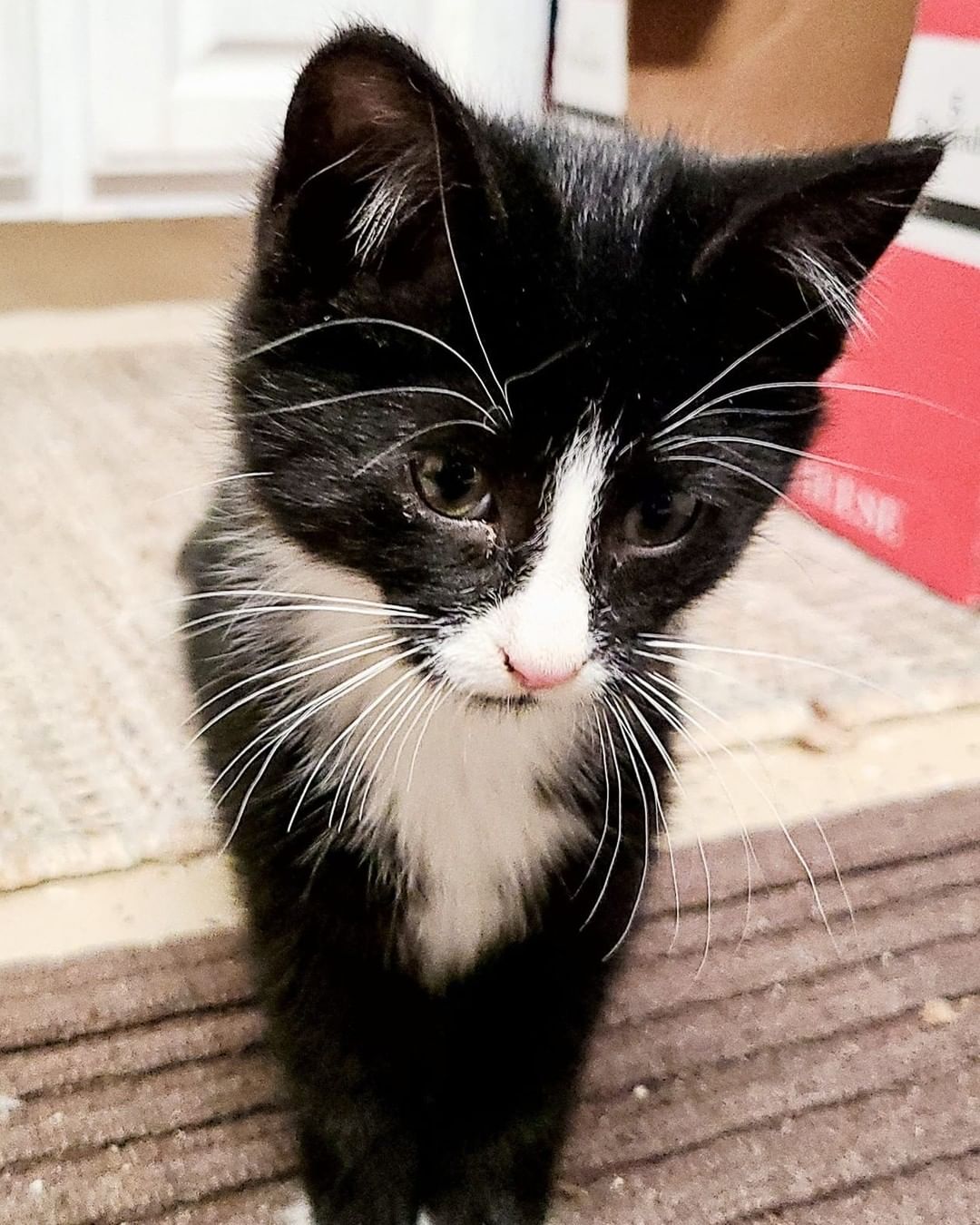 Sabrina is approximately 9 weeks old.  Her fur is super soft, and she has a perfect tuxedo coat .  Sabrina is still learning to trust people, but if you give her a ball or laser pointer, she will show off her playfulness.  Her brother Sean is her favorite snuggle companion. Sabrina is scared of dogs. Be sure to visit michelesrescue.com to complete your application for pre-approval.
.
.
<a target='_blank' href='https://www.instagram.com/explore/tags/michelesrescue/'>#michelesrescue</a> <a target='_blank' href='https://www.instagram.com/explore/tags/michelesrescuepawz/'>#michelesrescuepawz</a> <a target='_blank' href='https://www.instagram.com/explore/tags/michelesrescueonfacebook/'>#michelesrescueonfacebook</a> <a target='_blank' href='https://www.instagram.com/explore/tags/michelesrescueoninstgram/'>#michelesrescueoninstgram</a> <a target='_blank' href='https://www.instagram.com/explore/tags/michelesrescueoffacebook/'>#michelesrescueoffacebook</a> <a target='_blank' href='https://www.instagram.com/explore/tags/michelesrescueofinstgram/'>#michelesrescueofinstgram</a> <a target='_blank' href='https://www.instagram.com/explore/tags/beahero/'>#beahero</a> <a target='_blank' href='https://www.instagram.com/explore/tags/spayandneuter/'>#spayandneuter</a> <a target='_blank' href='https://www.instagram.com/explore/tags/pinkpawz/'>#pinkpawz</a> <a target='_blank' href='https://www.instagram.com/explore/tags/blackpawz/'>#blackpawz</a> <a target='_blank' href='https://www.instagram.com/explore/tags/whitepawz/'>#whitepawz</a> <a target='_blank' href='https://www.instagram.com/explore/tags/adoptdontshop/'>#adoptdontshop</a>