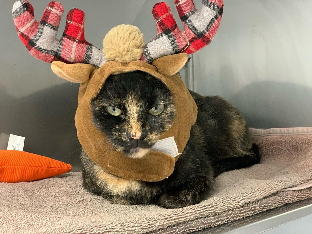 Audrey is ready for reindeer tryouts. Our sweet Audrey put up with this dress up session with such good  humor.
<a target='_blank' href='https://www.instagram.com/explore/tags/adoptablecats/'>#adoptablecats</a> <a target='_blank' href='https://www.instagram.com/explore/tags/tortoiseshellcat/'>#tortoiseshellcat</a> <a target='_blank' href='https://www.instagram.com/explore/tags/tortiesofinstagram/'>#tortiesofinstagram</a>