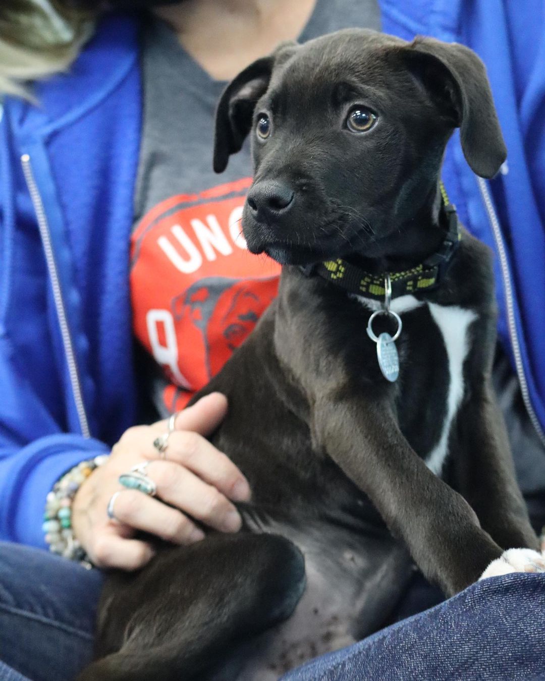 What the pup?!? 🤬

Scarecrow still hasn’t been adopted?!? Someone! Please right this wrong! There must be some justice still in this cruel, cruel world!

Just look at his little face and tiny white toes! This guy is way too cute to be growing up in a shelter, I mean c’mon man! 

Puppies like Scarecrow only come once in a lifetime, people. All he wants to do is cuddle up with a buddy and chill for hours. You think you can handle that?? Then please, for all that is good in this world, come adopt Scarecrow. We’re open until 6 today, so somebody please pull through with a buzzer beater adoption so this sweet pup won’t have to spend another night at the shelter 🥺

.
.
.
.
.

<a target='_blank' href='https://www.instagram.com/explore/tags/puppy/'>#puppy</a> <a target='_blank' href='https://www.instagram.com/explore/tags/blackpuppy/'>#blackpuppy</a> <a target='_blank' href='https://www.instagram.com/explore/tags/hound/'>#hound</a> <a target='_blank' href='https://www.instagram.com/explore/tags/charleston/'>#charleston</a> <a target='_blank' href='https://www.instagram.com/explore/tags/chs/'>#chs</a> <a target='_blank' href='https://www.instagram.com/explore/tags/adopt/'>#adopt</a> <a target='_blank' href='https://www.instagram.com/explore/tags/golf/'>#golf</a> <a target='_blank' href='https://www.instagram.com/explore/tags/mtpleasant/'>#mtpleasant</a> <a target='_blank' href='https://www.instagram.com/explore/tags/shelter/'>#shelter</a> <a target='_blank' href='https://www.instagram.com/explore/tags/shelterpup/'>#shelterpup</a> <a target='_blank' href='https://www.instagram.com/explore/tags/pup/'>#pup</a> <a target='_blank' href='https://www.instagram.com/explore/tags/puppy/'>#puppy</a> <a target='_blank' href='https://www.instagram.com/explore/tags/puppiesofinstagram/'>#puppiesofinstagram</a> <a target='_blank' href='https://www.instagram.com/explore/tags/puppies/'>#puppies</a> <a target='_blank' href='https://www.instagram.com/explore/tags/adoptdontshop/'>#adoptdontshop</a> <a target='_blank' href='https://www.instagram.com/explore/tags/puppers/'>#puppers</a> <a target='_blank' href='https://www.instagram.com/explore/tags/pupsofinstagram/'>#pupsofinstagram</a> <a target='_blank' href='https://www.instagram.com/explore/tags/lowcountry/'>#lowcountry</a> <a target='_blank' href='https://www.instagram.com/explore/tags/rescuedogsofinstagram/'>#rescuedogsofinstagram</a> <a target='_blank' href='https://www.instagram.com/explore/tags/rescuedog/'>#rescuedog</a> <a target='_blank' href='https://www.instagram.com/explore/tags/rescuedismyfavoritebreed/'>#rescuedismyfavoritebreed</a> <a target='_blank' href='https://www.instagram.com/explore/tags/adoptme/'>#adoptme</a> <a target='_blank' href='https://www.instagram.com/explore/tags/dogsofinstagram/'>#dogsofinstagram</a> <a target='_blank' href='https://www.instagram.com/explore/tags/dogsofinsta/'>#dogsofinsta</a> <a target='_blank' href='https://www.instagram.com/explore/tags/dogsofsouthcarolina/'>#dogsofsouthcarolina</a> <a target='_blank' href='https://www.instagram.com/explore/tags/lowcountryliving/'>#lowcountryliving</a> <a target='_blank' href='https://www.instagram.com/explore/tags/jamesisland/'>#jamesisland</a>