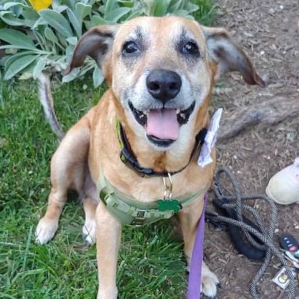 Guess who’s back?! 💔🥺

Sadly, sweet Suzi is coming back to the Haven after her adoptive family didn’t work out. We work incredibly hard to ensure that we make a great match for pup and family, but Suzi has been feeling lonely when she’s left alone while her family works and she’s been a bit vocal about her displeasure. She is such a good girl, incredibly friendly with other dogs, kids and adults. She also walks well on leash, is housebroken and just wants a safe, happy home to hang out. We think she would love to have a dog friend in the house, as she LOVED her fur foster sister. 

Suzi Q just needs a good fren to hang out with and we are happy to welcome her back so we can try matchmaking again! 💜🐾🤍

Check out our adoption app here:
➡️ linktr.ee/MirisHaven

<a target='_blank' href='https://www.instagram.com/explore/tags/MirisHavenSuzi/'>#MirisHavenSuzi</a>
<a target='_blank' href='https://www.instagram.com/explore/tags/HappyGirl/'>#HappyGirl</a>
<a target='_blank' href='https://www.instagram.com/explore/tags/AdoptMe/'>#AdoptMe</a>
<a target='_blank' href='https://www.instagram.com/explore/tags/FureverHome/'>#FureverHome</a>
<a target='_blank' href='https://www.instagram.com/explore/tags/MirisHaven/'>#MirisHaven</a>
<a target='_blank' href='https://www.instagram.com/explore/tags/SeniorDogLove/'>#SeniorDogLove</a>
