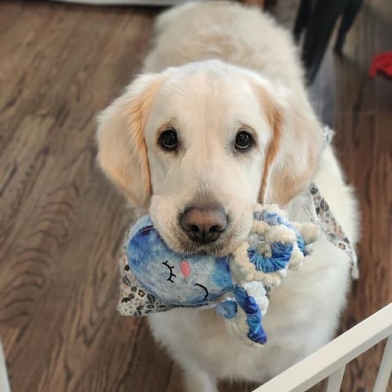 It’s true, we’ve got a Golden in residence! Please read his entire bio to ensure he would be a good fit for your home before applying:

My name is Tyler. I am a 5yo Golden Retriever and I weigh 94lbs. I’m at SCCR because my human got sick and had to go to a different place to live and I wasn’t allowed to go. I am hoping for a home where I can get lots of love and attention and be with my human as much as possible.
 
Foster Mom says I should be honest so I am going to tell you all about me — the good and the not-so-good. I am completely housebroken and will adjust to your schedule. I am good at waiting until you are ready to go for a walk or to let me into your backyard. 

I am choosy about my food; Foster Mom has found a food I really like and any treats fall into my tasty food category. As for my crate, you may have to coax me into it but once I’m in it’s okay. Foster Mom puts me in there when she isn’t home and I sleep in it at night. During the day, I can nap wherever if she’s home; she even allows me on furniture.

I’m okay with other dogs but I don’t care to play. If they get too close or they try to entice me to play I will run away from them. I’m just not interested. I do love my toys and usually carry one around the house. Loud noises make me a little nervous and I admit that children are not high on my list of enjoyable humans. 
 
I love my walks. Foster Mom is working with me on not pulling on leash. I’m learning. Oh, and I have some allergies but they seem to be under control with Apoquel. My ears take the brunt of the allergies so you may have to put drops in them from time to time. I’m used to it and won’t put up much of a fuss. 
 
Are you a grown-up? Generous with ear scratches and belly rubs? Do you have a pantry well-stocked with yummy treats? And, most importantly, are you looking for someone to love? Look no further. I’m right here.