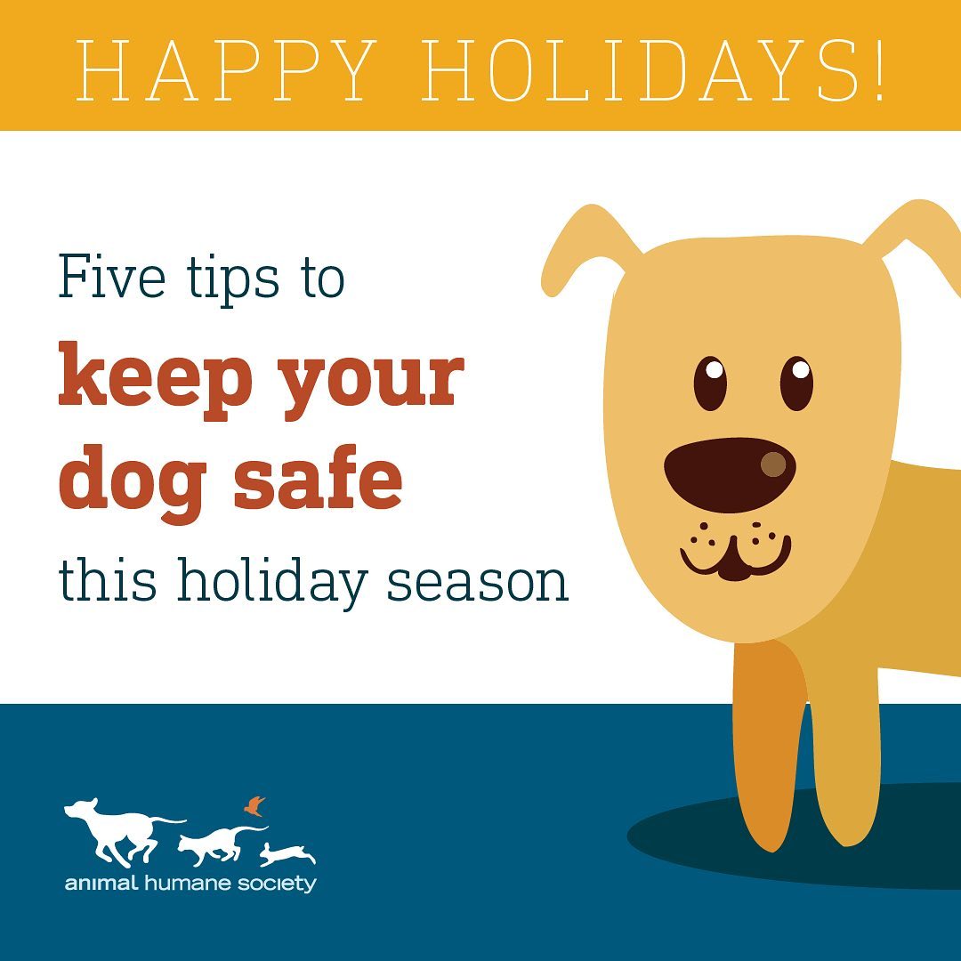 The holidays are here! ❄️ With these pointers, your dog and guests are sure to have a safe and happy season. 🐶