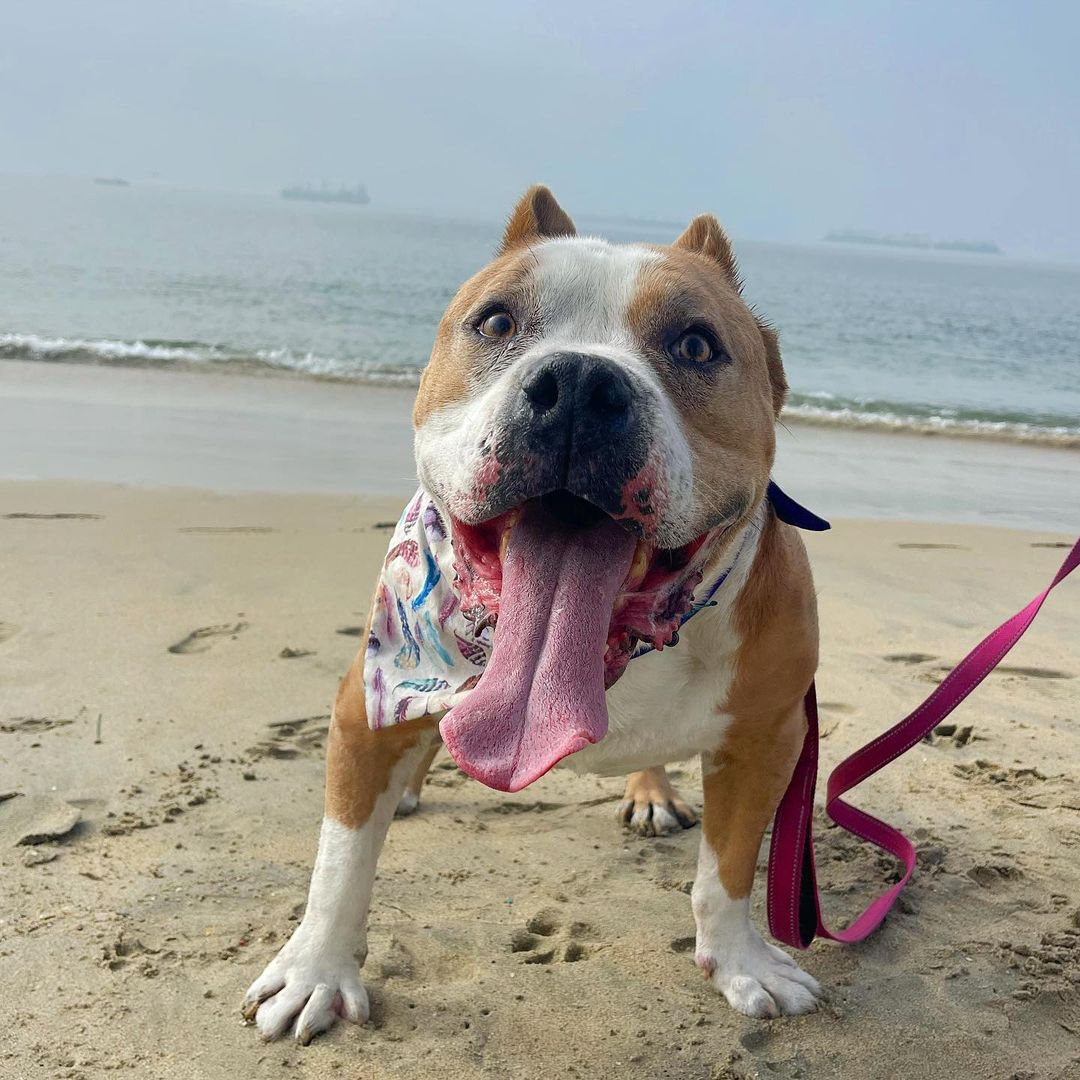 Hello Jax here! 👋 
So this was me at the dog beach today! I had a great time, meeting dogs and people, sniffing and running around… I truly have the BEST life. But my life wasn’t always this way.

Scroll through the pictures to see me around September 2020. I was at the shelter then, in a very very bad way, underweight, raw patches and sore enflamed paws, terribly infected ears, I was even peeing blood… I was on the list for euthanasia.

Live Love Animal Rescue helped me in the nick of time, and have been looking after me ever since. I’m in an amazing foster home and I’m very well loved, but… I will most likely need medical treatment for the rest of my life. 

After months of medical care, tests, blood work, medications, and further diagnostics, it was determined that the blood in my urine was a result of an inflamed prostate- as a matter of fact, they said my whole body was inflamed, as was evident in his skin as well. I was on medications for MRSP, a methicillin-resistant skin condition, as well fungal and bacterial infections for months. 
The humans told me these medicines are very expensive, so I know I’m a very lucky boy to have people taking care of me.

Today I am raising funds to help pay for my ongoing monthly medical costs. I know times are tough and I hate to ask, but if you can skip a coffee and throw a few bucks my way, boy I’d really appreciate it. And it means Live Love can try to help more dogs like me.
You can donate via Venmo: @liveloveanimalrescue 
Or PayPal: woof@liveloveanimalrescue.org

You can also click on the little fundraising button thing on this post 😊

I really am so thankful for all you kind humans for helping me live a healthy and happy life. Thank you so much! ❤️