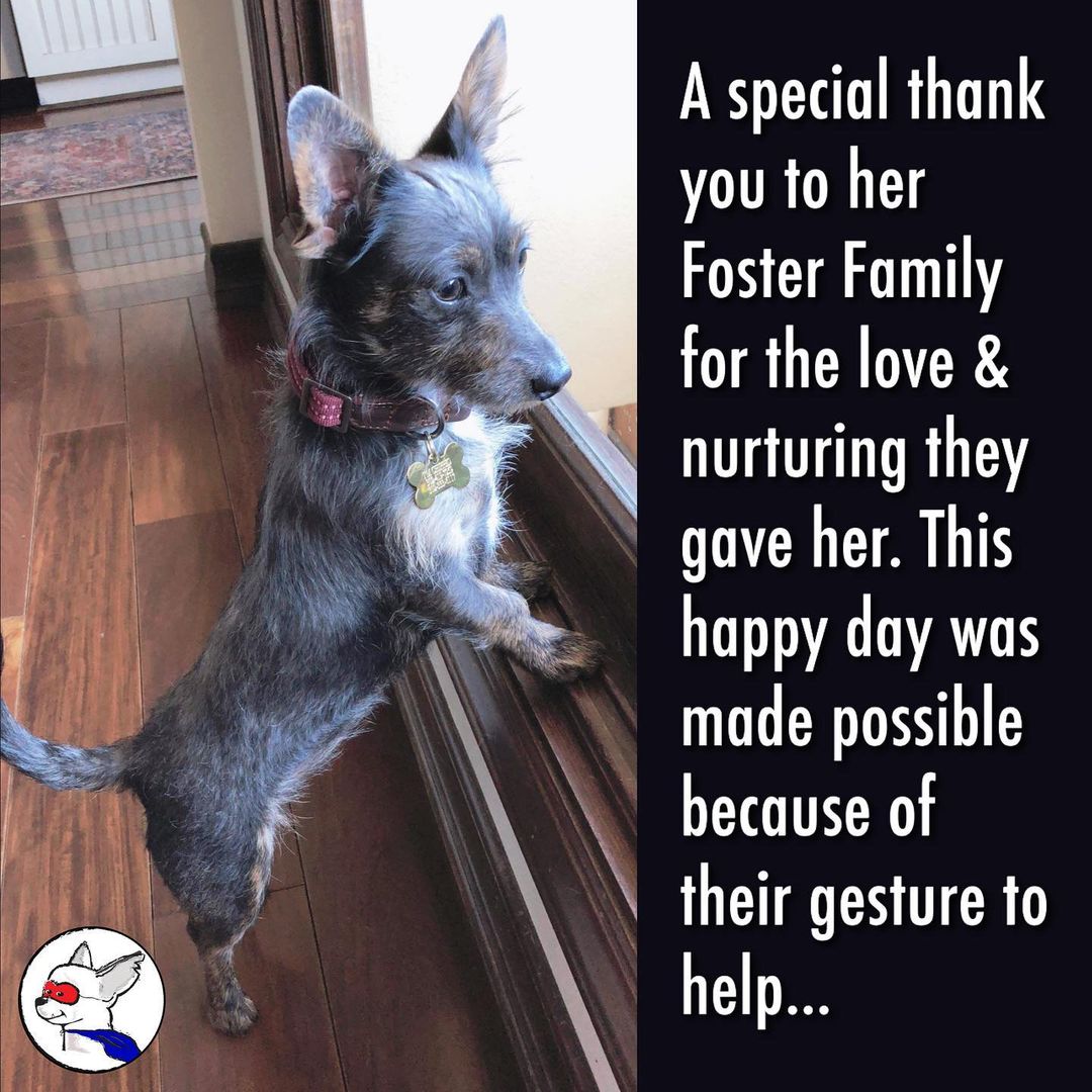 ⠀
Oh Happy day! Our Shero Michele (now Duchess) earned her superhero cape and got adopted!
⠀
She now has kitty & doggie siblings who are thrilled to welcome her home. She immediately acclimated and became a Daddy’s girl!
⠀
We are extremely happy for her and her new amazing family!
⠀
A special thank you to her Foster Family for the love & nurturing they gave her. This happy day was made possible because of their gesture to help…
⠀
<a target='_blank' href='https://www.instagram.com/explore/tags/jointhescars/'>#jointhescars</a> <a target='_blank' href='https://www.instagram.com/explore/tags/adoptdontshop/'>#adoptdontshop</a> <a target='_blank' href='https://www.instagram.com/explore/tags/heroeshelpingheroes/'>#heroeshelpingheroes</a> <a target='_blank' href='https://www.instagram.com/explore/tags/fosterssavelives/'>#fosterssavelives</a> <a target='_blank' href='https://www.instagram.com/explore/tags/fosteringsaveslives/'>#fosteringsaveslives</a> <a target='_blank' href='https://www.instagram.com/explore/tags/rescuedog/'>#rescuedog</a>
