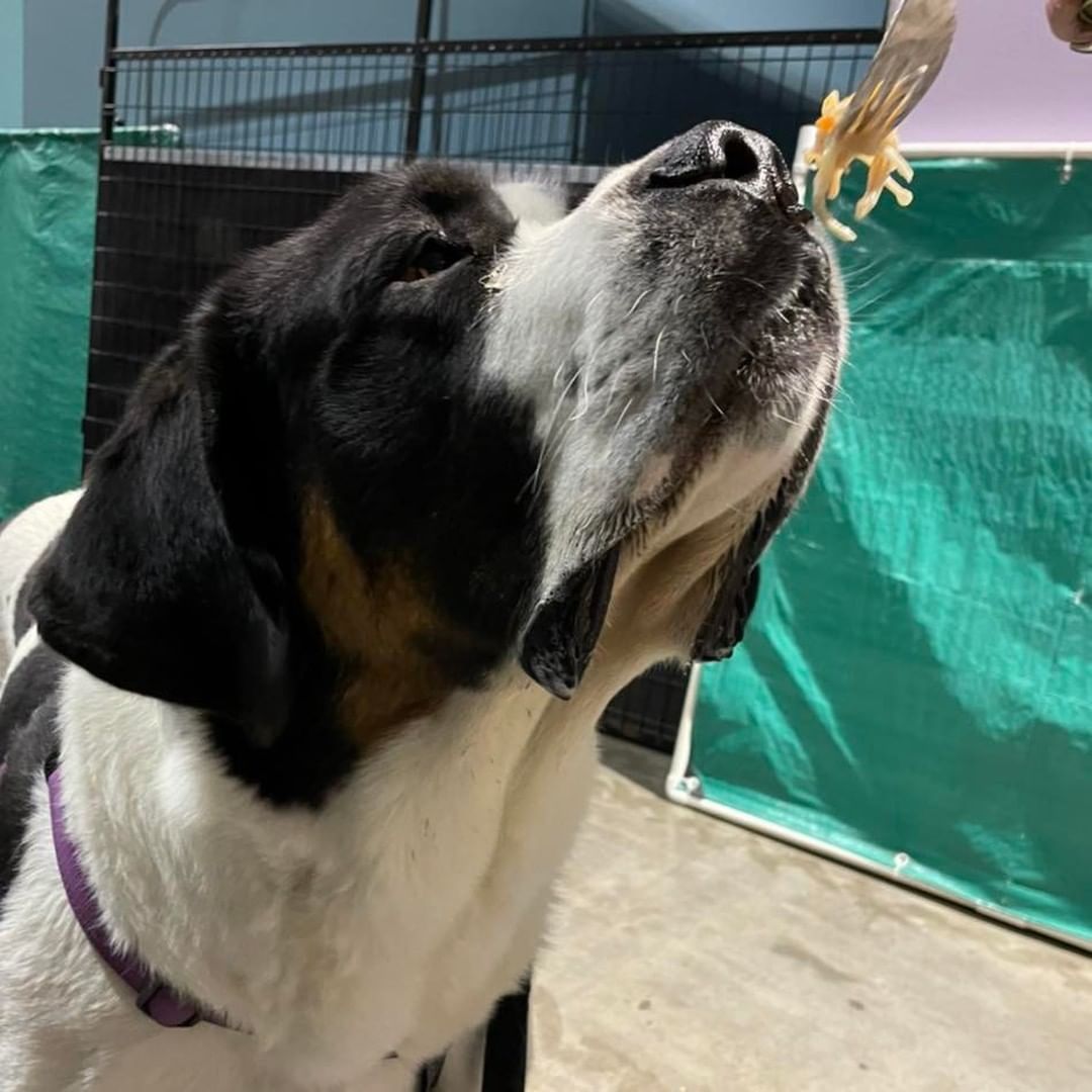 Pepper is such a good boy, he’s been working on his manners since he arrived and safe to say - he’s doing great! Even learned how to use a fork. 

Help us help dogs like Pepper by becoming a volunteer! Visit our website at meridianrescue.org or email us at volunteer@meridianrescue.org to learn more. 

See you soon!