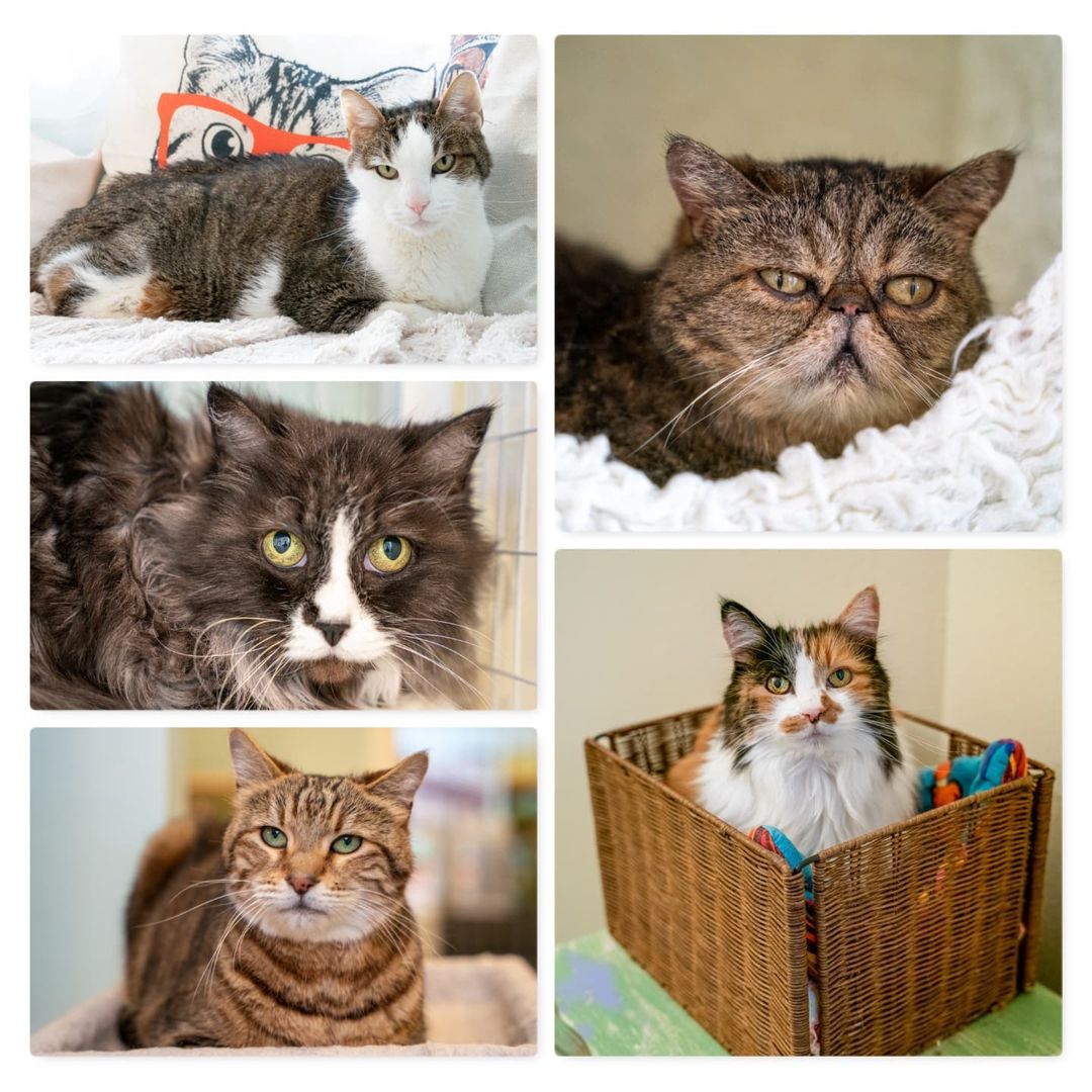 November is Adopt a Senior Pet month, although (of course) at The Whole Cat and Kaboodle, we celebrate seniors all the time!  Here are some of our favorite seniors whom we had the pleasure of adopting out in 2021 so far. ⁣
⁣
Did you adopt a senior kitty from us? We love updates! ⁣
⁣
<a target='_blank' href='https://www.instagram.com/explore/tags/PNWcat/'>#PNWcat</a> <a target='_blank' href='https://www.instagram.com/explore/tags/adoptdontshop/'>#adoptdontshop</a> <a target='_blank' href='https://www.instagram.com/explore/tags/catsofinstagram/'>#catsofinstagram</a> <a target='_blank' href='https://www.instagram.com/explore/tags/catsofig/'>#catsofig</a> <a target='_blank' href='https://www.instagram.com/explore/tags/instacat/'>#instacat</a> <a target='_blank' href='https://www.instagram.com/explore/tags/seattlecatsofinstagram/'>#seattlecatsofinstagram</a> <a target='_blank' href='https://www.instagram.com/explore/tags/redmondcatsofinstagram/'>#redmondcatsofinstagram</a> <a target='_blank' href='https://www.instagram.com/explore/tags/gato/'>#gato</a> <a target='_blank' href='https://www.instagram.com/explore/tags/neko/'>#neko</a> <a target='_blank' href='https://www.instagram.com/explore/tags/chat/'>#chat</a> <a target='_blank' href='https://www.instagram.com/explore/tags/kedi/'>#kedi</a> <a target='_blank' href='https://www.instagram.com/explore/tags/cat/'>#cat</a> <a target='_blank' href='https://www.instagram.com/explore/tags/rescuedismyfavoritebreed/'>#rescuedismyfavoritebreed</a> <a target='_blank' href='https://www.instagram.com/explore/tags/instacats/'>#instacats</a> <a target='_blank' href='https://www.instagram.com/explore/tags/meow/'>#meow</a> <a target='_blank' href='https://www.instagram.com/explore/tags/kitty/'>#kitty</a> <a target='_blank' href='https://www.instagram.com/explore/tags/kittycat/'>#kittycat</a> <a target='_blank' href='https://www.instagram.com/explore/tags/instapet/'>#instapet</a> <a target='_blank' href='https://www.instagram.com/explore/tags/instakitty/'>#instakitty</a> <a target='_blank' href='https://www.instagram.com/explore/tags/cutecat/'>#cutecat</a> <a target='_blank' href='https://www.instagram.com/explore/tags/cutecats/'>#cutecats</a> <a target='_blank' href='https://www.instagram.com/explore/tags/cats/'>#cats</a> <a target='_blank' href='https://www.instagram.com/explore/tags/catstagram/'>#catstagram</a>  <a target='_blank' href='https://www.instagram.com/explore/tags/supportsmallbusiness/'>#supportsmallbusiness</a> <a target='_blank' href='https://www.instagram.com/explore/tags/smallbusiness/'>#smallbusiness</a> <a target='_blank' href='https://www.instagram.com/explore/tags/catcafe/'>#catcafe</a> <a target='_blank' href='https://www.instagram.com/explore/tags/seniorpetmonth/'>#seniorpetmonth</a> <a target='_blank' href='https://www.instagram.com/explore/tags/seniorcat/'>#seniorcat</a> <a target='_blank' href='https://www.instagram.com/explore/tags/seniorcats/'>#seniorcats</a> <a target='_blank' href='https://www.instagram.com/explore/tags/adoptaseniorpetmonth/'>#adoptaseniorpetmonth</a>