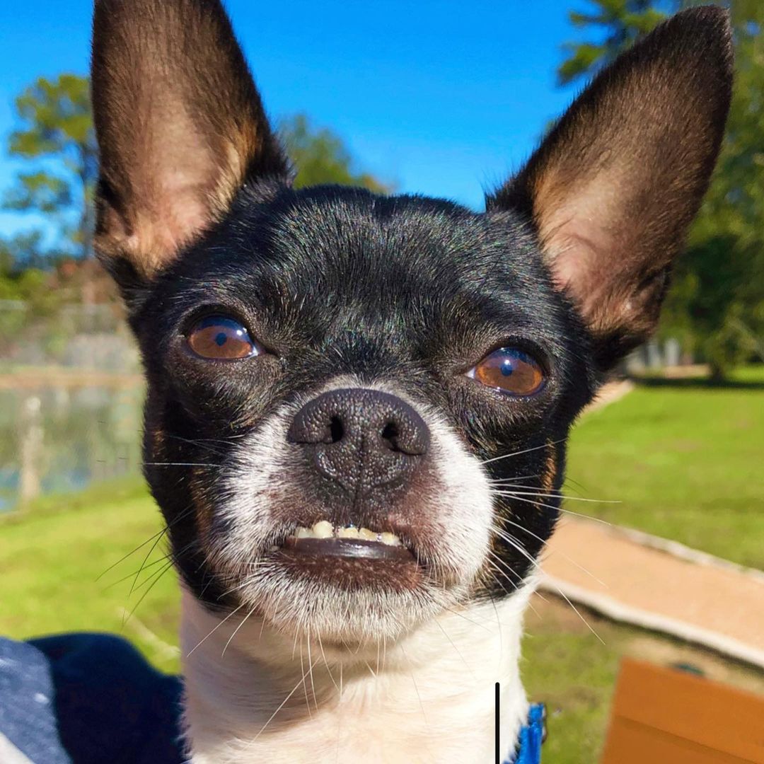 Oh my UNDERBITE! Rocco is a volunteer favorite. I mean, really? Who can resist an underbite? He was found at a busy intersection and luckily was rescued! He is around 4 yrs old and sweet as pie! He loves cuddles, toys and attention. Meet Rocco today!  We will be closed for Thanksgiving tomorrow and Thursday, back on Friday from 10-2. <a target='_blank' href='https://www.instagram.com/explore/tags/abandonedanimalrescue/'>#abandonedanimalrescue</a> <a target='_blank' href='https://www.instagram.com/explore/tags/givingpawsahelpinghand/'>#givingpawsahelpinghand</a> <a target='_blank' href='https://www.instagram.com/explore/tags/dogsofaar/'>#dogsofaar</a> <a target='_blank' href='https://www.instagram.com/explore/tags/pupper/'>#pupper</a> <a target='_blank' href='https://www.instagram.com/explore/tags/doggo/'>#doggo</a> <a target='_blank' href='https://www.instagram.com/explore/tags/rescue/'>#rescue</a> <a target='_blank' href='https://www.instagram.com/explore/tags/rescuedogs/'>#rescuedogs</a> <a target='_blank' href='https://www.instagram.com/explore/tags/shelterdog/'>#shelterdog</a> <a target='_blank' href='https://www.instagram.com/explore/tags/happydog/'>#happydog</a> <a target='_blank' href='https://www.instagram.com/explore/tags/gooddoggo/'>#gooddoggo</a> <a target='_blank' href='https://www.instagram.com/explore/tags/lovedogs/'>#lovedogs</a> <a target='_blank' href='https://www.instagram.com/explore/tags/puppies/'>#puppies</a> <a target='_blank' href='https://www.instagram.com/explore/tags/adopt/'>#adopt</a> <a target='_blank' href='https://www.instagram.com/explore/tags/adoptdontshop/'>#adoptdontshop</a> <a target='_blank' href='https://www.instagram.com/explore/tags/adoptable/'>#adoptable</a> <a target='_blank' href='https://www.instagram.com/explore/tags/conroetx/'>#conroetx</a> <a target='_blank' href='https://www.instagram.com/explore/tags/springtx/'>#springtx</a> <a target='_blank' href='https://www.instagram.com/explore/tags/katytx/'>#katytx</a> <a target='_blank' href='https://www.instagram.com/explore/tags/cypresstx/'>#cypresstx</a> <a target='_blank' href='https://www.instagram.com/explore/tags/houston/'>#houston</a> <a target='_blank' href='https://www.instagram.com/explore/tags/magnoliachamberofcommerce/'>#magnoliachamberofcommerce</a> <a target='_blank' href='https://www.instagram.com/explore/tags/magnoliatx/'>#magnoliatx</a> <a target='_blank' href='https://www.instagram.com/explore/tags/thewoodlands/'>#thewoodlands</a> <a target='_blank' href='https://www.instagram.com/explore/tags/chihuahua/'>#chihuahua</a> <a target='_blank' href='https://www.instagram.com/explore/tags/chihuahualife/'>#chihuahualife</a> <a target='_blank' href='https://www.instagram.com/explore/tags/chihuahualove/'>#chihuahualove</a> <a target='_blank' href='https://www.instagram.com/explore/tags/underbite/'>#underbite</a>