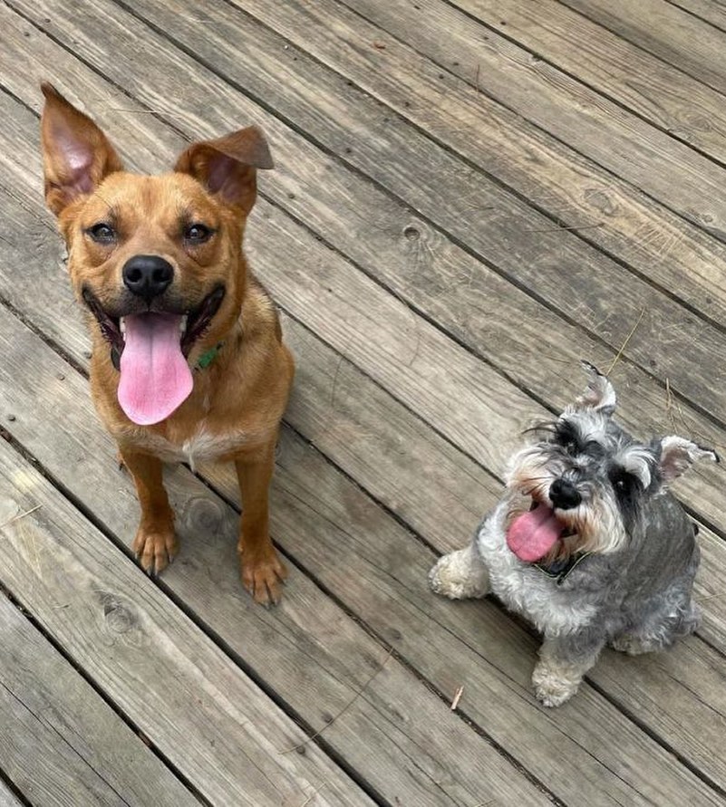 This little hunk is the sweetest boy around! Mr. Yugi is a medium size <a target='_blank' href='https://www.instagram.com/explore/tags/blackmouthcur/'>#blackmouthcur</a> mix that needs the perfect someone to cuddle with! 

Yugi is housetrained and cratetrained and will get along with most dogs, but can be selective, so a patient owner willing to work on slow introductions is a must. 

We adopt to NC, SC, and VA. Please share far and wide so we can find him a wonderful home! Lpah.org/adoption to fill out an application. <a target='_blank' href='https://www.instagram.com/explore/tags/sanfordnc/'>#sanfordnc</a> <a target='_blank' href='https://www.instagram.com/explore/tags/adoptablackmouthcur/'>#adoptablackmouthcur</a> <a target='_blank' href='https://www.instagram.com/explore/tags/yugioh/'>#yugioh</a>