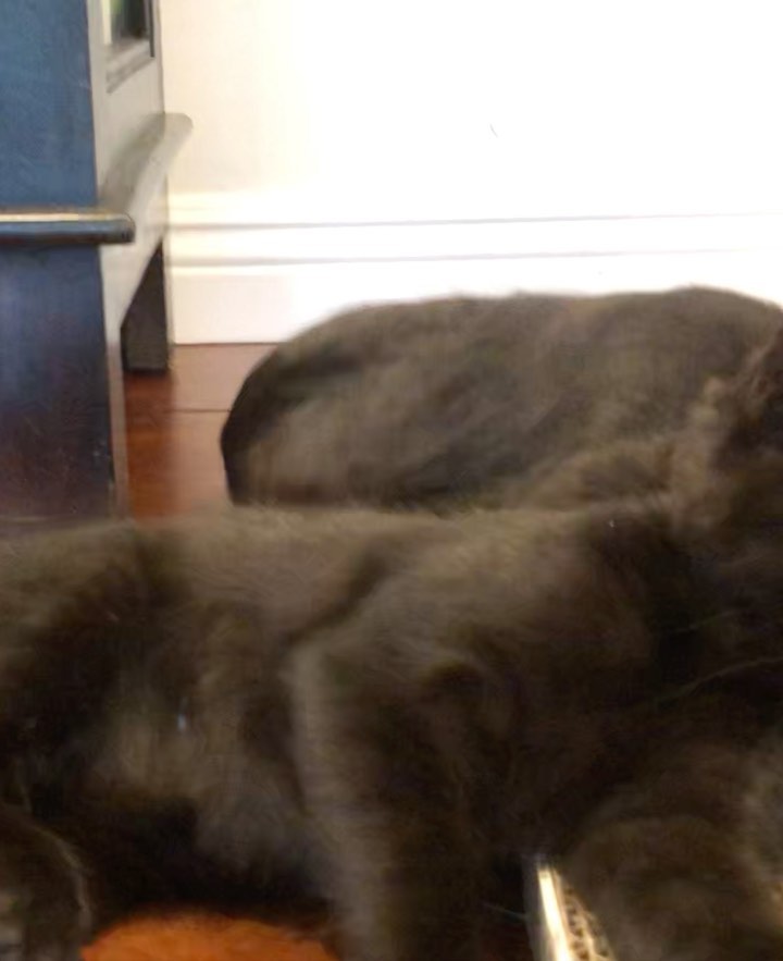 Chowder and Truffles are inseparable brothers  that were rescued from Carson Shelter at the final hour. They were just wee little ones when we rescued them. A few weeks after we got them they started to show signs of ringworm 😳🤦🏻‍♀️ so their adoption was delayed until they were cleared. Well- it’s time!! They are ready to go home! 🖤 All cleared and zero signs of any ringworm for awhile now. ❤️
These 2  spend all their time with their foster family and need a home where they can get lots of love because they want to be with people 24/7. Truffles is a lap
kitten that can never get enough affection. Chowder is crazy, silly and very chatty. They are also both great with the Foster’s adult cats. Anyone would be lucky to add them to their family ❤️
Approx DOB July 21.
.
.
,
,
,
,
.
.
<a target='_blank' href='https://www.instagram.com/explore/tags/carsonsheltersurvivor/'>#carsonsheltersurvivor</a><a target='_blank' href='https://www.instagram.com/explore/tags/littlepanthers/'>#littlepanthers</a><a target='_blank' href='https://www.instagram.com/explore/tags/blackkittensofig/'>#blackkittensofig</a><a target='_blank' href='https://www.instagram.com/explore/tags/minipanthers/'>#minipanthers</a> <a target='_blank' href='https://www.instagram.com/explore/tags/blackkittens/'>#blackkittens</a><a target='_blank' href='https://www.instagram.com/explore/tags/kittensofinstagram/'>#kittensofinstagram</a>もふもふ