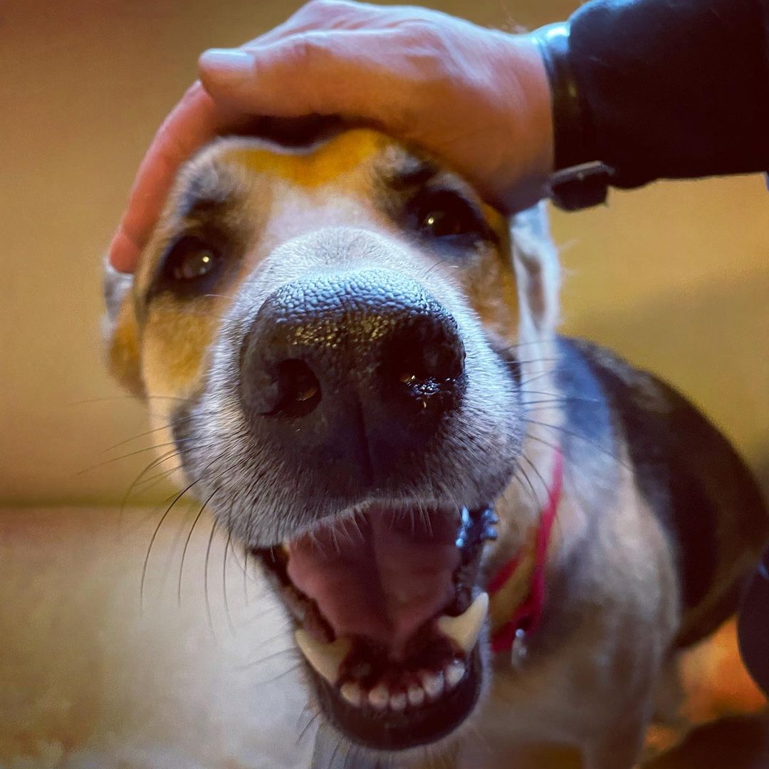 Beautiful, sweet-natured doggo Sheba sez, “Happy Monday—for most folks it’s a short week!”

Check out Sheba and the rest@of the adorable, adoptable animals at: PAWSGH.org!

<a target='_blank' href='https://www.instagram.com/explore/tags/shelterdogsofinstagram/'>#shelterdogsofinstagram</a> <a target='_blank' href='https://www.instagram.com/explore/tags/pawsgh/'>#pawsgh</a> <a target='_blank' href='https://www.instagram.com/explore/tags/pawsghdogs/'>#pawsghdogs</a> <a target='_blank' href='https://www.instagram.com/explore/tags/rescuedogsofinstagram/'>#rescuedogsofinstagram</a> <a target='_blank' href='https://www.instagram.com/explore/tags/adoptdontshop/'>#adoptdontshop</a> <a target='_blank' href='https://www.instagram.com/explore/tags/sheppy/'>#sheppy</a>