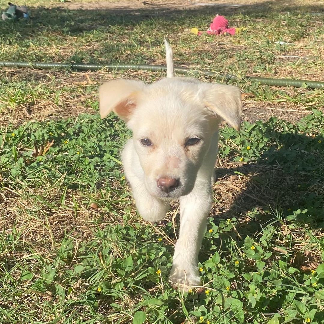 Meet Frumpy! 

This little lady was an unhappy puppy when she came to Saving Hope and was given the nickname of “Frumpy”. After spending some time at the vets and good round of antibiotics, Frumpy was finally on the mend! She has spent her time recovering and blossoming into a true playful puppy. Frumpy isn't so frumpy after all. ❤️

Frumpy is a smart girl. She sleeps on the bed through the entire night and knows how to use a doggy door when she needs to go out. She is good with both cats, kids, and dogs. She is a vocal girl and lets you know when it’s time to snuggle. Oh and she's just a 2 month old retriever mix! 

Apply to adopt Frumpy at savinghoperescue.org/adopt