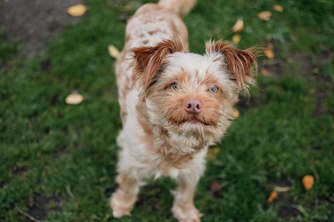 Dobby is looking for a home! This sweet boy is a bit anxious until he is comfortable! He loves snuggling and attention!❤️🐾 <a target='_blank' href='https://www.instagram.com/explore/tags/adoptdontshop/'>#adoptdontshop</a> <a target='_blank' href='https://www.instagram.com/explore/tags/adoptadog/'>#adoptadog</a> <a target='_blank' href='https://www.instagram.com/explore/tags/dogsofig/'>#dogsofig</a> <a target='_blank' href='https://www.instagram.com/explore/tags/adoptpurelove/'>#adoptpurelove</a> <a target='_blank' href='https://www.instagram.com/explore/tags/adoption/'>#adoption</a> <a target='_blank' href='https://www.instagram.com/explore/tags/hscc/'>#hscc</a>