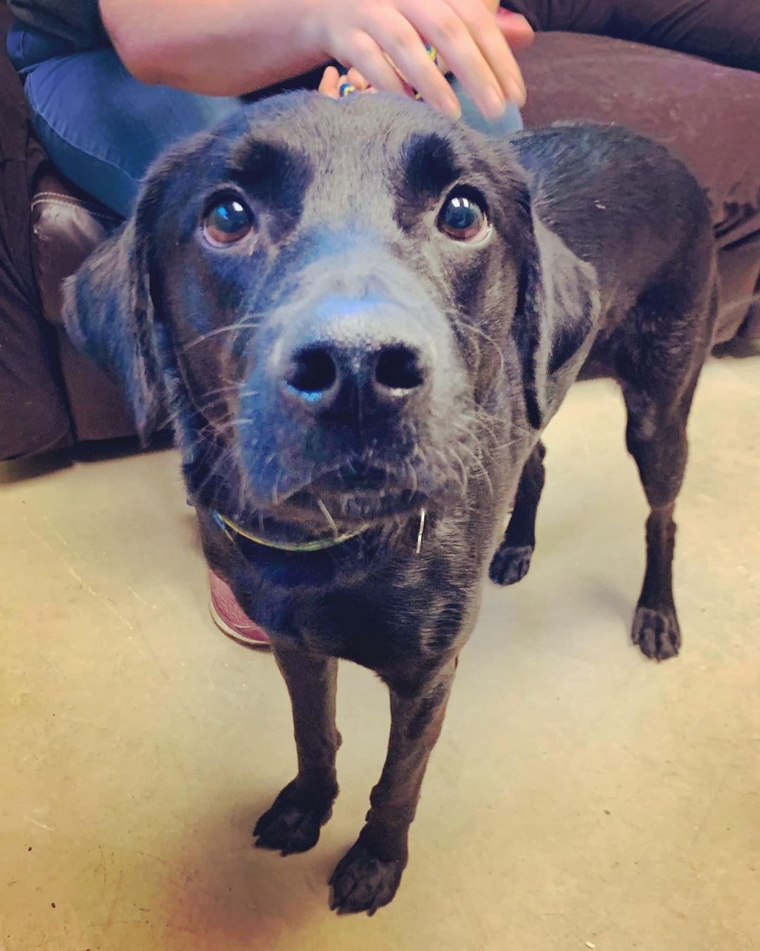 Meet Jetson! Jetson is a 4-year-old Retriever mix. He is a VERY sweet boy who loves getting pets and attention. He enjoys going for walks and does well on his leash. He likes to chew on bones and play with toys and people. He may seem a little shy at first, but once he gets to know you, you’ll get lots of tail wags and love from this guy! Come meet this handsome boy and let him steal your heart!
Apply to meet him at jrspupsnstuff.org 
DS 27-0089 <a target='_blank' href='https://www.instagram.com/explore/tags/jrsdogsofinstagram/'>#jrsdogsofinstagram</a> <a target='_blank' href='https://www.instagram.com/explore/tags/jrspups/'>#jrspups</a> <a target='_blank' href='https://www.instagram.com/explore/tags/rescuedogsofinstagram/'>#rescuedogsofinstagram</a> <a target='_blank' href='https://www.instagram.com/explore/tags/jrspupsnstuff/'>#jrspupsnstuff</a> <a target='_blank' href='https://www.instagram.com/explore/tags/rescuedog/'>#rescuedog</a> <a target='_blank' href='https://www.instagram.com/explore/tags/rescue/'>#rescue</a> <a target='_blank' href='https://www.instagram.com/explore/tags/foster/'>#foster</a> <a target='_blank' href='https://www.instagram.com/explore/tags/adopt/'>#adopt</a> <a target='_blank' href='https://www.instagram.com/explore/tags/rescuedog/'>#rescuedog</a> <a target='_blank' href='https://www.instagram.com/explore/tags/fosterdog/'>#fosterdog</a> <a target='_blank' href='https://www.instagram.com/explore/tags/fosteringsaveslives/'>#fosteringsaveslives</a> <a target='_blank' href='https://www.instagram.com/explore/tags/adoptdontshop/'>#adoptdontshop</a>