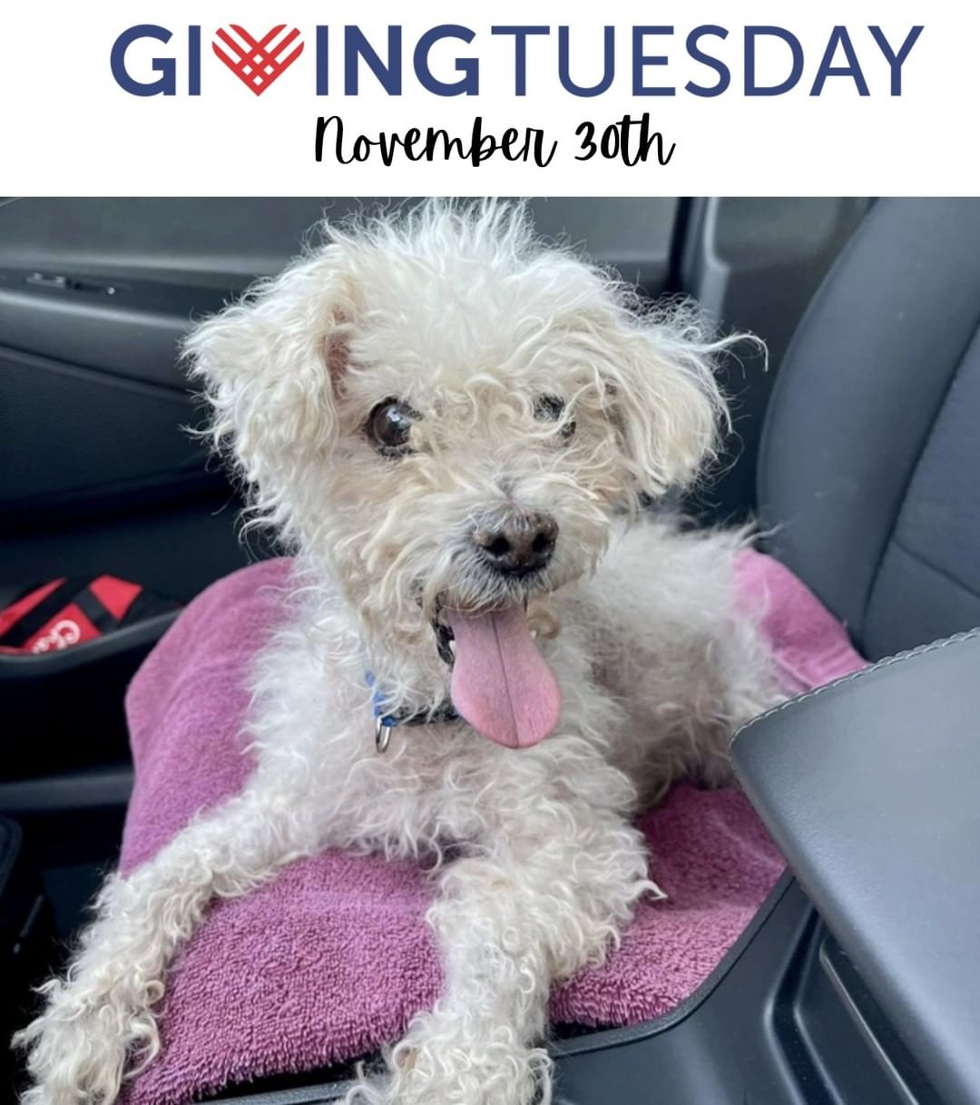 Our new guy Sheldon has quite the smile! And, it’s infectious if you’re not up close getting a whiff.
Stinky breath is gross and dental disease is preventable…this makes dental care & awareness so important to us. 
Help us provide dentals for more senior dogs like Sheldon on <a target='_blank' href='https://www.instagram.com/explore/tags/GivingTuesday/'>#GivingTuesday</a>! <a target='_blank' href='https://www.instagram.com/explore/tags/givingtuesday2021/'>#givingtuesday2021</a> <a target='_blank' href='https://www.instagram.com/explore/tags/givingtuesday/'>#givingtuesday</a> <a target='_blank' href='https://www.instagram.com/explore/tags/GivingTuesday/'>#GivingTuesday</a> <a target='_blank' href='https://www.instagram.com/explore/tags/givingtuesdaynow/'>#givingtuesdaynow</a> <a target='_blank' href='https://www.instagram.com/explore/tags/seniordog/'>#seniordog</a> <a target='_blank' href='https://www.instagram.com/explore/tags/seniordogrescue/'>#seniordogrescue</a> <a target='_blank' href='https://www.instagram.com/explore/tags/seniordogsofinstagram/'>#seniordogsofinstagram</a> <a target='_blank' href='https://www.instagram.com/explore/tags/seniordogs/'>#seniordogs</a> <a target='_blank' href='https://www.instagram.com/explore/tags/SeniorDogLove/'>#SeniorDogLove</a> <a target='_blank' href='https://www.instagram.com/explore/tags/seniordoglove/'>#seniordoglove</a> <a target='_blank' href='https://www.instagram.com/explore/tags/seniordogsrule/'>#seniordogsrule</a> <a target='_blank' href='https://www.instagram.com/explore/tags/seniordogsrock/'>#seniordogsrock</a> <a target='_blank' href='https://www.instagram.com/explore/tags/seniordogsofig/'>#seniordogsofig</a> <a target='_blank' href='https://www.instagram.com/explore/tags/seniordogsarethebest/'>#seniordogsarethebest</a> <a target='_blank' href='https://www.instagram.com/explore/tags/seniordogsofinstagram/'>#seniordogsofinstagram</a>