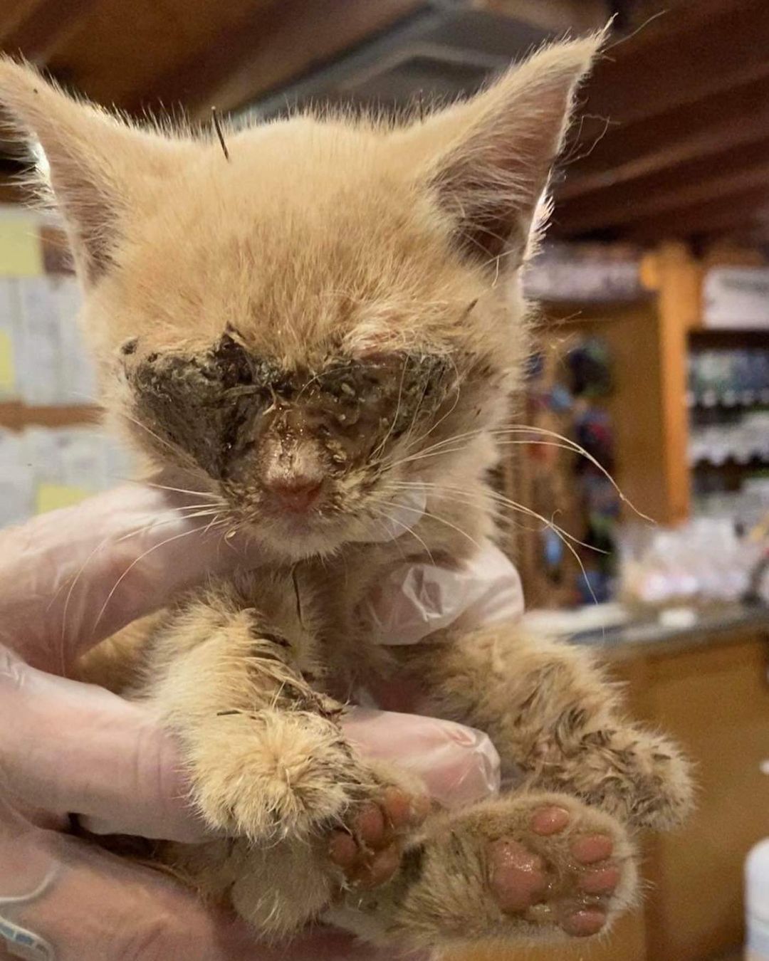 Please welcome our newest friend. She was brought in the bed of a truck covered in fleas, dehydrated, and with eyes that look like this. She is currently in critical condition. 
.
.
.
You can donate in a few different ways. 
.
Venmo @LLR-Littlelotusrescue
PayPal littlelotusrescue@gmail.com
.
You can also purchase items from these Amazon wishlists:
.
https://smile.amazon.com/gp/ch/list/46-0820395?ref_=smi_cl_bc_lol1_lol
.
.
<a target='_blank' href='https://www.instagram.com/explore/tags/rescue/'>#rescue</a> <a target='_blank' href='https://www.instagram.com/explore/tags/adopt/'>#adopt</a> <a target='_blank' href='https://www.instagram.com/explore/tags/foster/'>#foster</a> <a target='_blank' href='https://www.instagram.com/explore/tags/redtabby/'>#redtabby</a> <a target='_blank' href='https://www.instagram.com/explore/tags/redtabbykitten/'>#redtabbykitten</a> <a target='_blank' href='https://www.instagram.com/explore/tags/rescuecatsofinstagram/'>#rescuecatsofinstagram</a> <a target='_blank' href='https://www.instagram.com/explore/tags/rescuekitty/'>#rescuekitty</a> <a target='_blank' href='https://www.instagram.com/explore/tags/redtabbiesofinstagram/'>#redtabbiesofinstagram</a> <a target='_blank' href='https://www.instagram.com/explore/tags/arizona/'>#arizona</a> <a target='_blank' href='https://www.instagram.com/explore/tags/tucson/'>#tucson</a> @kgun9 <a target='_blank' href='https://www.instagram.com/explore/tags/specialneedskitten/'>#specialneedskitten</a> <a target='_blank' href='https://www.instagram.com/explore/tags/specialneedscat/'>#specialneedscat</a> <a target='_blank' href='https://www.instagram.com/explore/tags/specialneedscats/'>#specialneedscats</a>