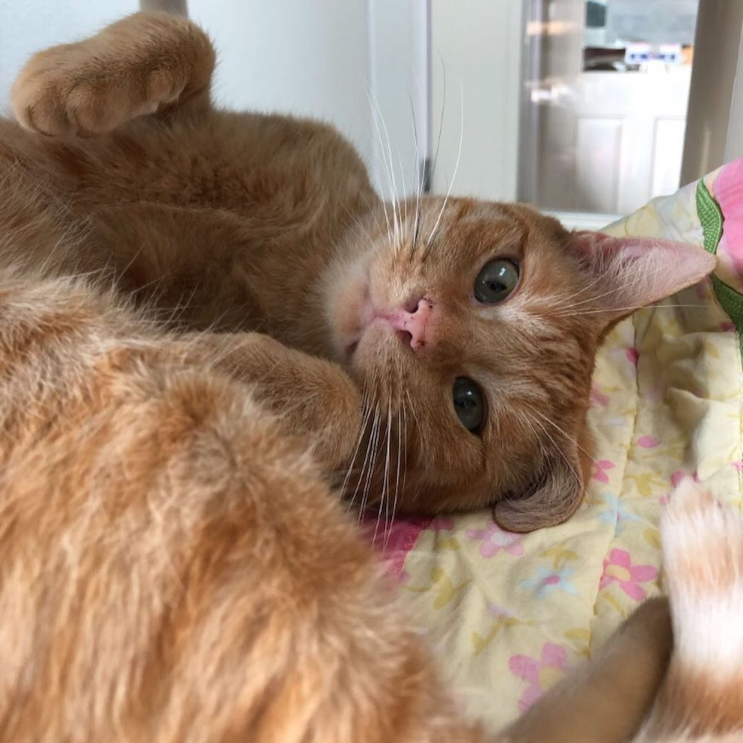 1, 2, or 3? Tuffy can be a real goof once he gets to know you! Earning his love will be the best thing you’ll ever do 🧡 

<a target='_blank' href='https://www.instagram.com/explore/tags/cat/'>#cat</a> <a target='_blank' href='https://www.instagram.com/explore/tags/cats/'>#cats</a> <a target='_blank' href='https://www.instagram.com/explore/tags/catsofinstagram/'>#catsofinstagram</a> <a target='_blank' href='https://www.instagram.com/explore/tags/cutecat/'>#cutecat</a> <a target='_blank' href='https://www.instagram.com/explore/tags/orangecat/'>#orangecat</a> <a target='_blank' href='https://www.instagram.com/explore/tags/sheltercat/'>#sheltercat</a> <a target='_blank' href='https://www.instagram.com/explore/tags/rescuecat/'>#rescuecat</a> <a target='_blank' href='https://www.instagram.com/explore/tags/rescuedismyfavoritebreed/'>#rescuedismyfavoritebreed</a> <a target='_blank' href='https://www.instagram.com/explore/tags/mendocinocoasthumanesociety/'>#mendocinocoasthumanesociety</a> <a target='_blank' href='https://www.instagram.com/explore/tags/humanesociety/'>#humanesociety</a> <a target='_blank' href='https://www.instagram.com/explore/tags/rescue/'>#rescue</a> <a target='_blank' href='https://www.instagram.com/explore/tags/catrescue/'>#catrescue</a> <a target='_blank' href='https://www.instagram.com/explore/tags/shelter/'>#shelter</a> <a target='_blank' href='https://www.instagram.com/explore/tags/adoptable/'>#adoptable</a> <a target='_blank' href='https://www.instagram.com/explore/tags/adopt/'>#adopt</a> <a target='_blank' href='https://www.instagram.com/explore/tags/adoptdontshop/'>#adoptdontshop</a> <a target='_blank' href='https://www.instagram.com/explore/tags/adoptme/'>#adoptme</a> <a target='_blank' href='https://www.instagram.com/explore/tags/cute/'>#cute</a> <a target='_blank' href='https://www.instagram.com/explore/tags/adorable/'>#adorable</a> <a target='_blank' href='https://www.instagram.com/explore/tags/mendocino/'>#mendocino</a> <a target='_blank' href='https://www.instagram.com/explore/tags/mendocinocoast/'>#mendocinocoast</a> <a target='_blank' href='https://www.instagram.com/explore/tags/fortbragg/'>#fortbragg</a> <a target='_blank' href='https://www.instagram.com/explore/tags/fortbraggca/'>#fortbraggca</a> <a target='_blank' href='https://www.instagram.com/explore/tags/humanesociety/'>#humanesociety</a> <a target='_blank' href='https://www.instagram.com/explore/tags/northcoast/'>#northcoast</a> <a target='_blank' href='https://www.instagram.com/explore/tags/northerncalifornia/'>#northerncalifornia</a>