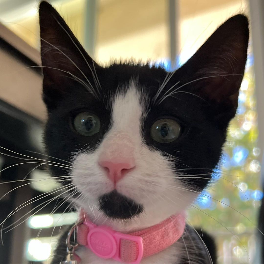 How can it be that we still have this perfect little polydactyl cutie?!?! Kiki is the total package!! Sweet, funny, fun, loving, confident and the cutest extra tosies ever!! 
Her and her brothers, Axel and Cinco would make the perfect addition to your home. She’s ready to enrich your life with unconditional love. ❤️
DM for an adoption questionnaire..
.
.
.
.
,
,
,
.
.
<a target='_blank' href='https://www.instagram.com/explore/tags/polydactylcat/'>#polydactylcat</a><a target='_blank' href='https://www.instagram.com/explore/tags/polykitty/'>#polykitty</a><a target='_blank' href='https://www.instagram.com/explore/tags/polydactylcatsofinstagram/'>#polydactylcatsofinstagram</a><a target='_blank' href='https://www.instagram.com/explore/tags/polydactylkitten/'>#polydactylkitten</a><a target='_blank' href='https://www.instagram.com/explore/tags/mookitten/'>#mookitten</a><a target='_blank' href='https://www.instagram.com/explore/tags/mookitty/'>#mookitty</a><a target='_blank' href='https://www.instagram.com/explore/tags/catlovers/'>#catlovers</a><a target='_blank' href='https://www.instagram.com/explore/tags/cutiepie/'>#cutiepie</a><a target='_blank' href='https://www.instagram.com/explore/tags/catadoptions/'>#catadoptions</a><a target='_blank' href='https://www.instagram.com/explore/tags/newportbeach/'>#newportbeach</a><a target='_blank' href='https://www.instagram.com/explore/tags/tuxedocats/'>#tuxedocats</a><a target='_blank' href='https://www.instagram.com/explore/tags/jellybeans/'>#jellybeans</a><a target='_blank' href='https://www.instagram.com/explore/tags/toebeans/'>#toebeans</a>🐾 <a target='_blank' href='https://www.instagram.com/explore/tags/prettytoes/'>#prettytoes</a><a target='_blank' href='https://www.instagram.com/explore/tags/fostercats/'>#fostercats</a><a target='_blank' href='https://www.instagram.com/explore/tags/fosterkitties/'>#fosterkitties</a><a target='_blank' href='https://www.instagram.com/explore/tags/kittens/'>#kittens</a><a target='_blank' href='https://www.instagram.com/explore/tags/meowdel/'>#meowdel</a><a target='_blank' href='https://www.instagram.com/explore/tags/instapurr/'>#instapurr</a>