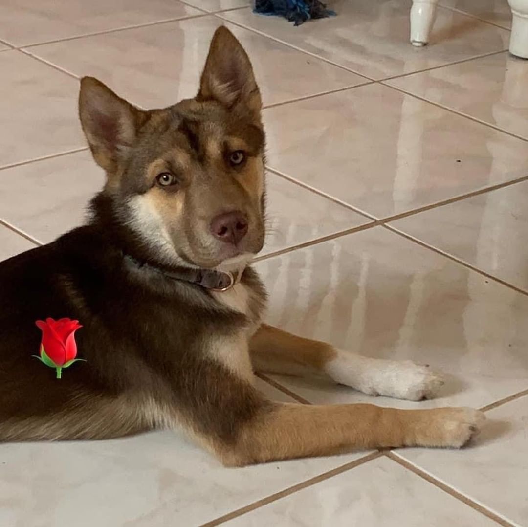 Rose 🌹 is an absolute doll. She is a 2 year old border collie / husky mix.  She looks like a miniature husky, weighing only 30 lbs. Rose is highly intelligent and has had some training.  She would do best with a fenced yard but does walk nicely on a leash.  Rose is a young high energy dog and ready for an active lifestyle .  She is good with other dogs but would do fine as an only dog as well.  If you would like to meet Rose 🌹 please complete an application below.

The Farm Dog Rescue
Palm City FL

https://thefarmdogrescue.com/farm/adopt-application/