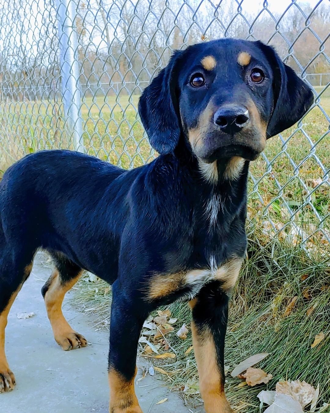 Woo Doggie! Look at what we have here! Just the cutest coonhound lab mix puppies that's what! And who can resist those cute puppy faces? We sure can't. These guys and gals would love to be your furr-ever dog ❤. 

Their adoption is $60 and includes everything we have to offer! <a target='_blank' href='https://www.instagram.com/explore/tags/takemehometonight/'>#takemehometonight</a> <a target='_blank' href='https://www.instagram.com/explore/tags/idontwannabealonetonight/'>#idontwannabealonetonight</a> <a target='_blank' href='https://www.instagram.com/explore/tags/adoptme/'>#adoptme</a> <a target='_blank' href='https://www.instagram.com/explore/tags/coonhoundpuppies/'>#coonhoundpuppies</a>! <a target='_blank' href='https://www.instagram.com/explore/tags/loveussomepuppies/'>#loveussomepuppies</a> <a target='_blank' href='https://www.instagram.com/explore/tags/naawa/'>#naawa</a> <a target='_blank' href='https://www.instagram.com/explore/tags/trinidadco/'>#trinidadco</a>