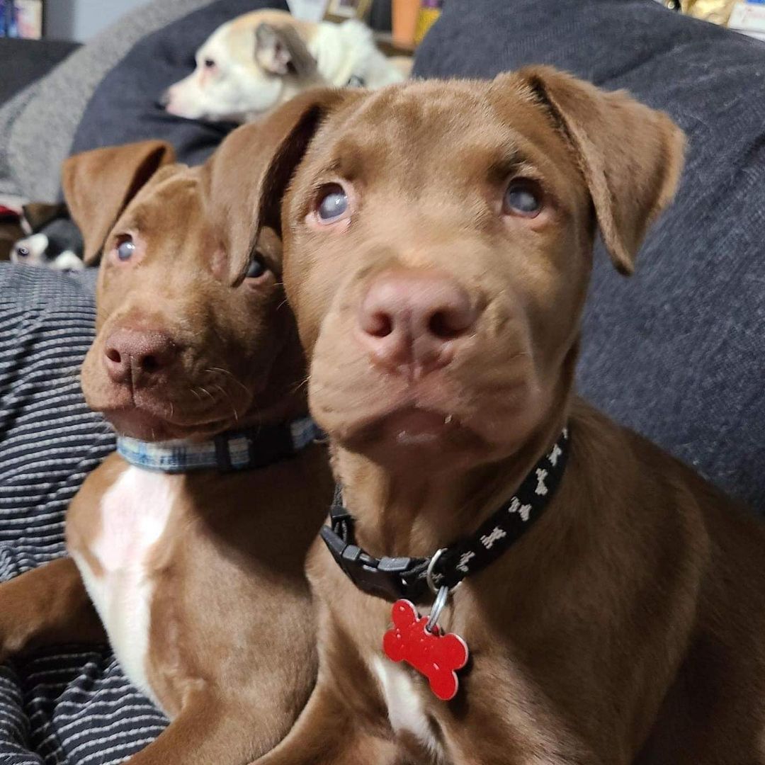 You’re not seeing double - these two darlings are just double the cuteness! Adoptable EGGS BENEDICT (R) and STRATA (L) are 3-month-old brothers and part of the Brunch litter. They're both visually impaired, but they don't let that stop them from living their best lives. It only took them a few days to get the lay of the land in their foster home, including how to use the doggie door to get in and out of the backyard. They're extremely snuggly, very playful, and impossibly sweet! ❤️❤️ They'll be on the larger side (60-80 lbs) and do not need to be adopted together. Apply to meet one or both of them at jrspupsnstuff.org
DS 270089 <a target='_blank' href='https://www.instagram.com/explore/tags/jrsdogsofinstagram/'>#jrsdogsofinstagram</a> <a target='_blank' href='https://www.instagram.com/explore/tags/rescuedogsofinstagram/'>#rescuedogsofinstagram</a> <a target='_blank' href='https://www.instagram.com/explore/tags/jrspups/'>#jrspups</a> <a target='_blank' href='https://www.instagram.com/explore/tags/jrspupsnstuff/'>#jrspupsnstuff</a> <a target='_blank' href='https://www.instagram.com/explore/tags/rescuedog/'>#rescuedog</a> <a target='_blank' href='https://www.instagram.com/explore/tags/rescue/'>#rescue</a> <a target='_blank' href='https://www.instagram.com/explore/tags/foster/'>#foster</a> <a target='_blank' href='https://www.instagram.com/explore/tags/adopt/'>#adopt</a> <a target='_blank' href='https://www.instagram.com/explore/tags/fosterdog/'>#fosterdog</a> <a target='_blank' href='https://www.instagram.com/explore/tags/fosteringsaveslives/'>#fosteringsaveslives</a> <a target='_blank' href='https://www.instagram.com/explore/tags/adoptdontshop/'>#adoptdontshop</a>