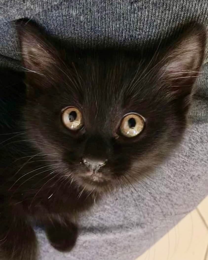 Adopt Charlotte! This cutie was found as a stray in Morris Plains. She is very friendly, playful, and snuggly. 😻 She is around 8wks old and ready for her new home! 🐈‍⬛

<a target='_blank' href='https://www.instagram.com/explore/tags/kittensofig/'>#kittensofig</a> <a target='_blank' href='https://www.instagram.com/explore/tags/kitten/'>#kitten</a> <a target='_blank' href='https://www.instagram.com/explore/tags/kittensofinstagram/'>#kittensofinstagram</a> <a target='_blank' href='https://www.instagram.com/explore/tags/blackcat/'>#blackcat</a> <a target='_blank' href='https://www.instagram.com/explore/tags/blackcatsofinstagram/'>#blackcatsofinstagram</a> <a target='_blank' href='https://www.instagram.com/explore/tags/blackkittens/'>#blackkittens</a> <a target='_blank' href='https://www.instagram.com/explore/tags/morristownnj/'>#morristownnj</a> <a target='_blank' href='https://www.instagram.com/explore/tags/nj/'>#nj</a> <a target='_blank' href='https://www.instagram.com/explore/tags/newjersey/'>#newjersey</a> <a target='_blank' href='https://www.instagram.com/explore/tags/911dogandcatrescue/'>#911dogandcatrescue</a> <a target='_blank' href='https://www.instagram.com/explore/tags/adopt/'>#adopt</a> <a target='_blank' href='https://www.instagram.com/explore/tags/rescue/'>#rescue</a> <a target='_blank' href='https://www.instagram.com/explore/tags/morriscounty/'>#morriscounty</a> <a target='_blank' href='https://www.instagram.com/explore/tags/morristown/'>#morristown</a>