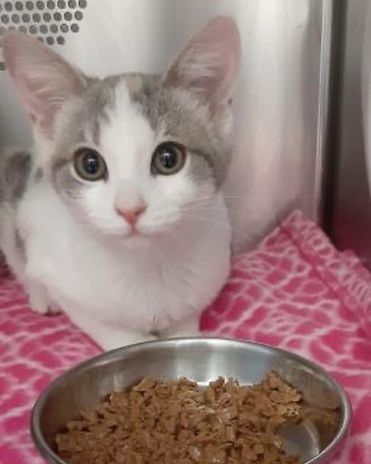 From 11/14-11/20/2021, Greenhill Humane Society helped 23 animals find new, loving homes (18 cats, 2 guinea pigs, 1 dog, 1 hamster, & 1 rabbit). 🐱🐹🐶🐭🐰 Biggest congratulations to Cornelius, a guinea pig whose been patiently waiting for 3 months at the shelter, on finding his perfect family! 💕💚 We also helped reunite 18 lost animals with their families (17 dogs, & 1 cat)! 

Thank you to the adopters, volunteers, fosters and staff who care for these animals! And many thanks to our wonderful animal loving community for supporting the animals! To see who is still in our care and photos of found animals, please visit www.green-hill.org. 
<a target='_blank' href='https://www.instagram.com/explore/tags/greenhillhumanesociety/'>#greenhillhumanesociety</a> <a target='_blank' href='https://www.instagram.com/explore/tags/eugeneoregon/'>#eugeneoregon</a> <a target='_blank' href='https://www.instagram.com/explore/tags/thisislove/'>#thisislove</a> <a target='_blank' href='https://www.instagram.com/explore/tags/pnwpets/'>#pnwpets</a> <a target='_blank' href='https://www.instagram.com/explore/tags/adoptaseniorpetmonth/'>#adoptaseniorpetmonth</a>