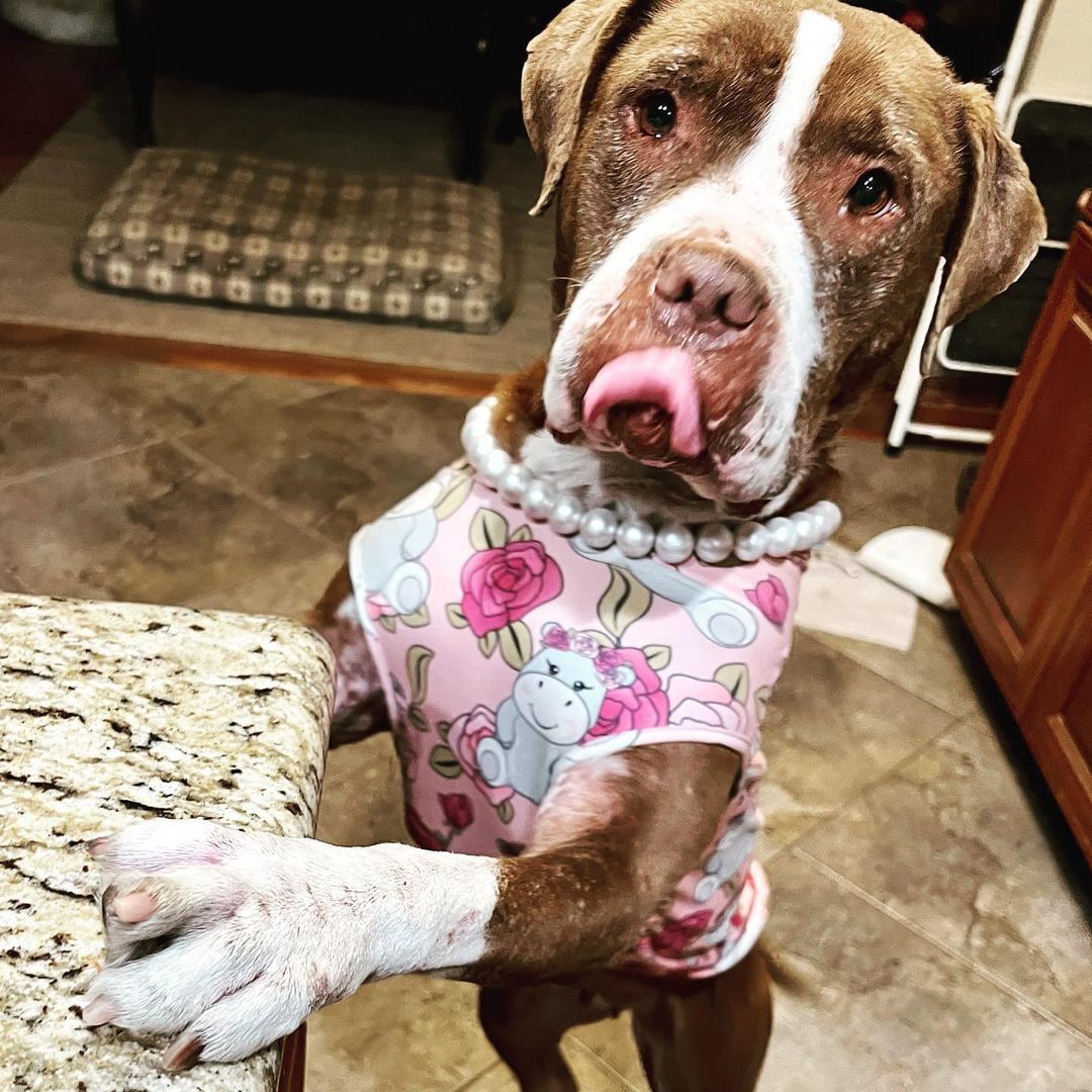 How incredible has Ann Drizz and her family done for Lucy Pearl? 

Who is ready to Adopt this princess ? 

Ann you really are something special, thank you. 

Balooja's Foundation