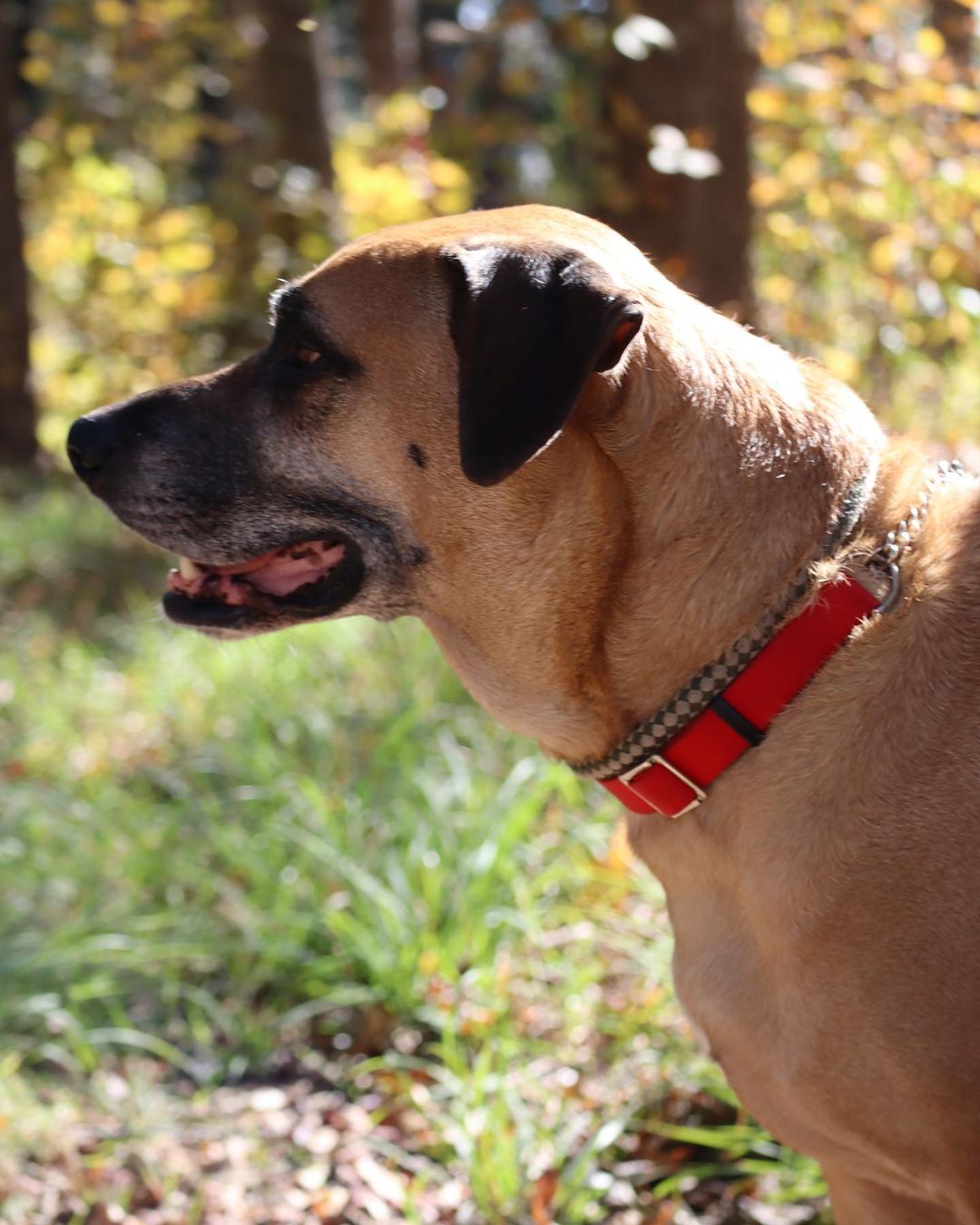 Frank, you’re too good of a boy to be here 💙

This 7 year old lab/shepherd mix king just wants to rule one thing and one thing only…. all of your love 👑

Frank still has a moderate energy level, making him equally game for a day on the couch or a nice long walk at the park 🛋🚶🏞

Please give this Marmaduke lookalike something to be thankful for this week and stop by the shelter from 12-6 today!

Learn more at pethelpers.org 💙

.
.
.
.
.

<a target='_blank' href='https://www.instagram.com/explore/tags/marmaduke/'>#marmaduke</a> <a target='_blank' href='https://www.instagram.com/explore/tags/adopt/'>#adopt</a> <a target='_blank' href='https://www.instagram.com/explore/tags/labmix/'>#labmix</a> <a target='_blank' href='https://www.instagram.com/explore/tags/lab/'>#lab</a> <a target='_blank' href='https://www.instagram.com/explore/tags/shepherd/'>#shepherd</a> <a target='_blank' href='https://www.instagram.com/explore/tags/shepherdmix/'>#shepherdmix</a> <a target='_blank' href='https://www.instagram.com/explore/tags/seniordog/'>#seniordog</a> <a target='_blank' href='https://www.instagram.com/explore/tags/adoptdontshop/'>#adoptdontshop</a> <a target='_blank' href='https://www.instagram.com/explore/tags/adopt/'>#adopt</a> <a target='_blank' href='https://www.instagram.com/explore/tags/rescue/'>#rescue</a> <a target='_blank' href='https://www.instagram.com/explore/tags/rescuedogsofinstagram/'>#rescuedogsofinstagram</a> <a target='_blank' href='https://www.instagram.com/explore/tags/rescuedismyfavoritebreed/'>#rescuedismyfavoritebreed</a> <a target='_blank' href='https://www.instagram.com/explore/tags/rescuesofinstagram/'>#rescuesofinstagram</a> <a target='_blank' href='https://www.instagram.com/explore/tags/shelter/'>#shelter</a> <a target='_blank' href='https://www.instagram.com/explore/tags/shelterdogsofinstagram/'>#shelterdogsofinstagram</a> <a target='_blank' href='https://www.instagram.com/explore/tags/shelterdog/'>#shelterdog</a> <a target='_blank' href='https://www.instagram.com/explore/tags/shelterdogs/'>#shelterdogs</a> <a target='_blank' href='https://www.instagram.com/explore/tags/sc/'>#sc</a> <a target='_blank' href='https://www.instagram.com/explore/tags/southcarolina/'>#southcarolina</a> <a target='_blank' href='https://www.instagram.com/explore/tags/lowcountry/'>#lowcountry</a> <a target='_blank' href='https://www.instagram.com/explore/tags/charleston/'>#charleston</a>