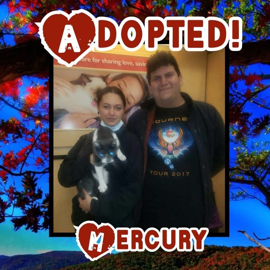 😻HAPPY TAILS!😻 Congrats to Mercury, Jackson and Tig on finding their happily ever after's! 🥳
<a target='_blank' href='https://www.instagram.com/explore/tags/rescue/'>#rescue</a> <a target='_blank' href='https://www.instagram.com/explore/tags/dontshopadopt/'>#dontshopadopt</a> <a target='_blank' href='https://www.instagram.com/explore/tags/cats/'>#cats</a> <a target='_blank' href='https://www.instagram.com/explore/tags/catsofinstagram/'>#catsofinstagram</a> <a target='_blank' href='https://www.instagram.com/explore/tags/kittens/'>#kittens</a> <a target='_blank' href='https://www.instagram.com/explore/tags/kittensofinstagram/'>#kittensofinstagram</a> <a target='_blank' href='https://www.instagram.com/explore/tags/bethechange/'>#bethechange</a> <a target='_blank' href='https://www.instagram.com/explore/tags/onebyoneuntiltherearenone/'>#onebyoneuntiltherearenone</a> 
🧡 shelterfriends.org 🧡