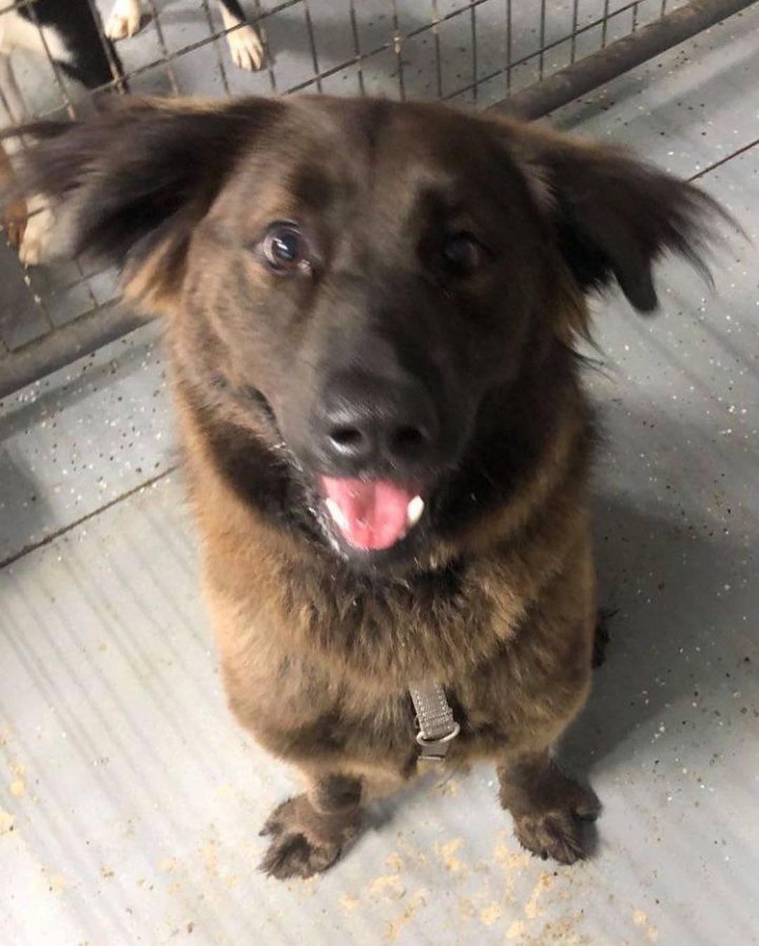 Handsome Arlo came to our shelter after being rescued by our friends at an animal control facility in South Carolina. He is a sweet boy with TONS of personality. Due to breed (chow mix), Arlo needs a home with breed (or like breed) experience. Arlo is being fostered with other dogs and plays well with them. NO cats for Arlo!

Arlo about 2 years old and weighs 55 lbs. He is neutered and vaccinated for Rabies, Distemper, and Bordetella. He recently tested negative for heartworm and tick-borne diseases and is current on flea/tick and heartworm prevention. Arlo is microchipped with a lifetime registration.

To meet Arlo, please complete an adoption application by visiting our website www.HalfwayHomeRescue.org.

<a target='_blank' href='https://www.instagram.com/explore/tags/adoptdontshop/'>#adoptdontshop</a> <a target='_blank' href='https://www.instagram.com/explore/tags/rescuedog/'>#rescuedog</a> <a target='_blank' href='https://www.instagram.com/explore/tags/shelterdog/'>#shelterdog</a> <a target='_blank' href='https://www.instagram.com/explore/tags/rescuedismyfavoritebreed/'>#rescuedismyfavoritebreed</a> <a target='_blank' href='https://www.instagram.com/explore/tags/mustlovedogs/'>#mustlovedogs</a> <a target='_blank' href='https://www.instagram.com/explore/tags/adoptme/'>#adoptme</a> <a target='_blank' href='https://www.instagram.com/explore/tags/adoptmect/'>#adoptmect</a> <a target='_blank' href='https://www.instagram.com/explore/tags/connecticut/'>#connecticut</a> <a target='_blank' href='https://www.instagram.com/explore/tags/adoptashelterdog/'>#adoptashelterdog</a> <a target='_blank' href='https://www.instagram.com/explore/tags/adoptarescuedog/'>#adoptarescuedog</a> <a target='_blank' href='https://www.instagram.com/explore/tags/mustlovedogs/'>#mustlovedogs</a> <a target='_blank' href='https://www.instagram.com/explore/tags/spayandneuteryourpets/'>#spayandneuteryourpets</a> <a target='_blank' href='https://www.instagram.com/explore/tags/adoptionislove/'>#adoptionislove</a> <a target='_blank' href='https://www.instagram.com/explore/tags/ctrescuedog/'>#ctrescuedog</a> <a target='_blank' href='https://www.instagram.com/explore/tags/rescuefosteradopt/'>#rescuefosteradopt</a> <a target='_blank' href='https://www.instagram.com/explore/tags/connecticut/'>#connecticut</a> <a target='_blank' href='https://www.instagram.com/explore/tags/adoptionsaveslives/'>#adoptionsaveslives</a> <a target='_blank' href='https://www.instagram.com/explore/tags/hhrarlo/'>#hhrarlo</a> <a target='_blank' href='https://www.instagram.com/explore/tags/halfwayhomerescueinc/'>#halfwayhomerescueinc</a>