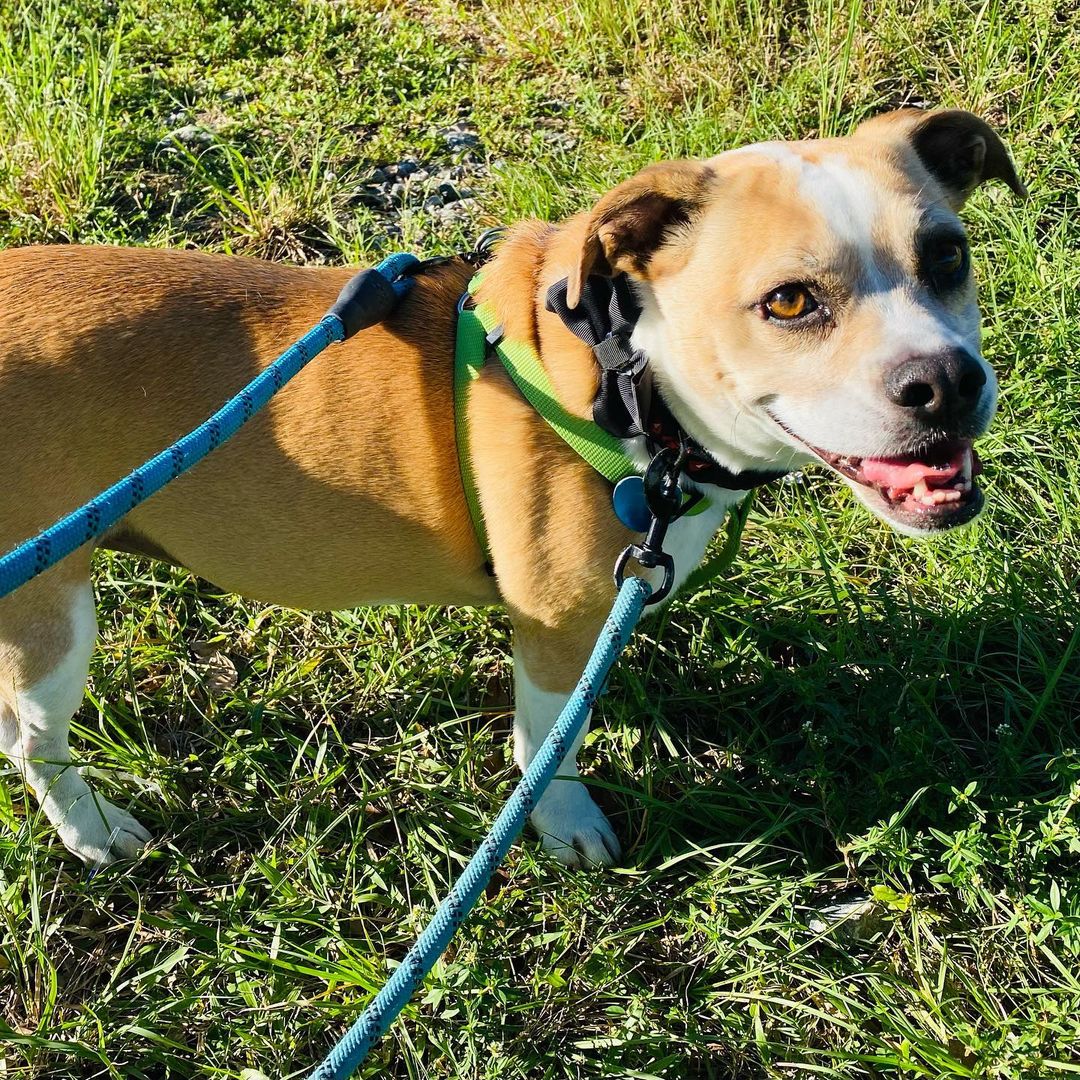 {swipe} Meet Macci Sue, an 6yr old English Bulldog/Beagle mix who is sweet as honey.🍯 Macci Sue is the friend that will always be by your side, rain or shine! ☔️☀️ She loves going for walks and having movie nights or slumber parties with a human bestie.💕 She wants to be the queen of the house as the only pet.👑 She weighs about 30lbs and her adorable underbite just adds to her cuteness factor.🥰 To meet Miss Macci Sue, apply at abandonedpetrescue.org 
•
<a target='_blank' href='https://www.instagram.com/explore/tags/adopt/'>#adopt</a> <a target='_blank' href='https://www.instagram.com/explore/tags/englisbulldog/'>#englisbulldog</a> <a target='_blank' href='https://www.instagram.com/explore/tags/beagle/'>#beagle</a> <a target='_blank' href='https://www.instagram.com/explore/tags/loveisguaranteed/'>#loveisguaranteed</a> <a target='_blank' href='https://www.instagram.com/explore/tags/animalrescue/'>#animalrescue</a> <a target='_blank' href='https://www.instagram.com/explore/tags/nokillshelter/'>#nokillshelter</a> <a target='_blank' href='https://www.instagram.com/explore/tags/fortlauderdale/'>#fortlauderdale</a> <a target='_blank' href='https://www.instagram.com/explore/tags/sweetdog/'>#sweetdog</a>