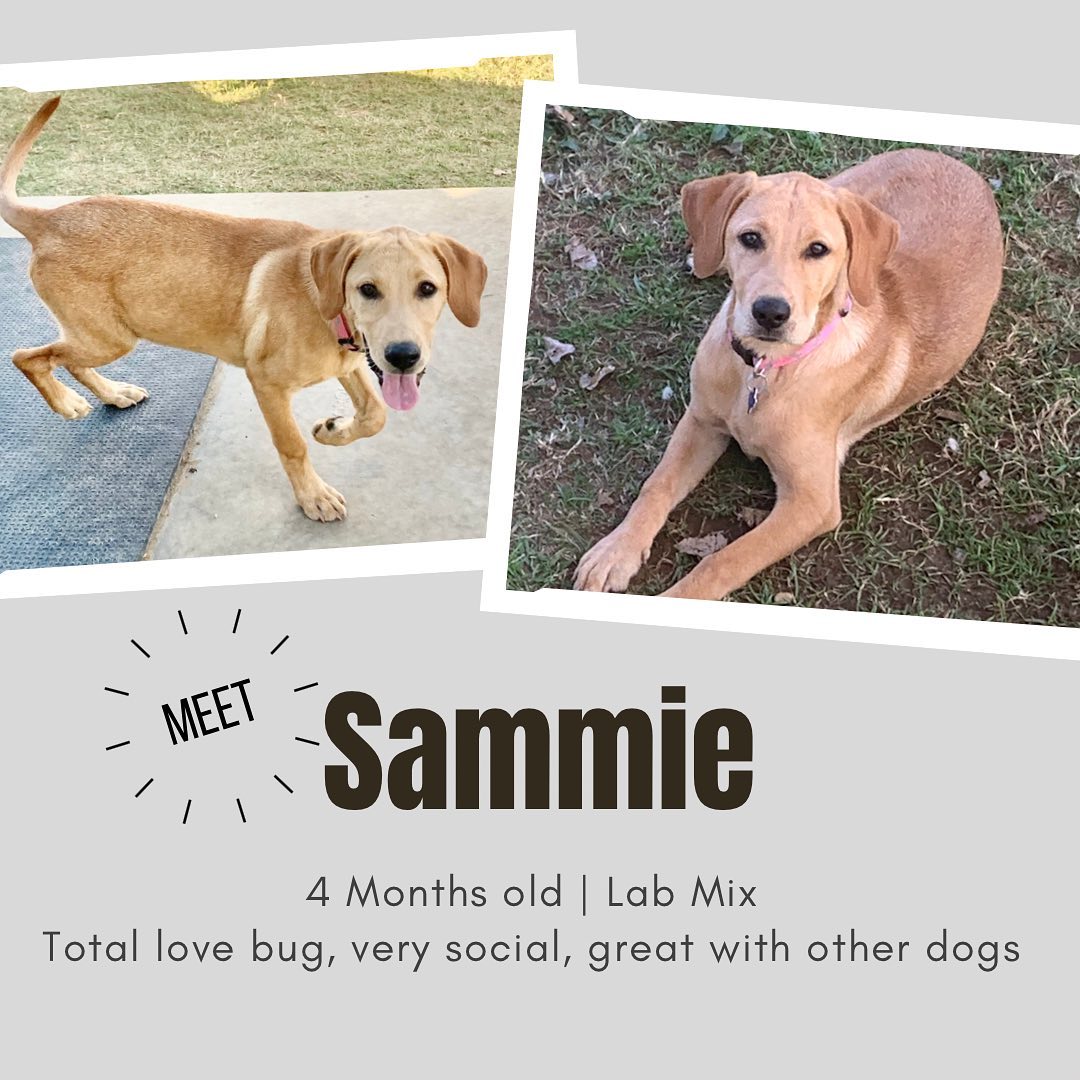 MEET SAMMIE!

Sammie was found playing in the middle of the road as cars were driving by honking at her. She was close to being run over several times but a sweet lady felt bad and picked her up! She took Sammie home and gave her a safe place to hang out until Allie’s Haven took her in 💜  

Sammie is a 4 month old lab mix weighing in around 18 pounds. She’ll probably be around 60 pounds when she’s done growing. 

Her foster mom says she is such a sweet and super smart puppy that learned basic commands super fast 🥰

Sammie is potty trained and crate trained. She is great with other dogs and love all people. She is healthy and ready for fun adventures with her furever family!  🏡

If you are interested in adopting Sammie, head over to our website and complete an application!

allieshaven.org