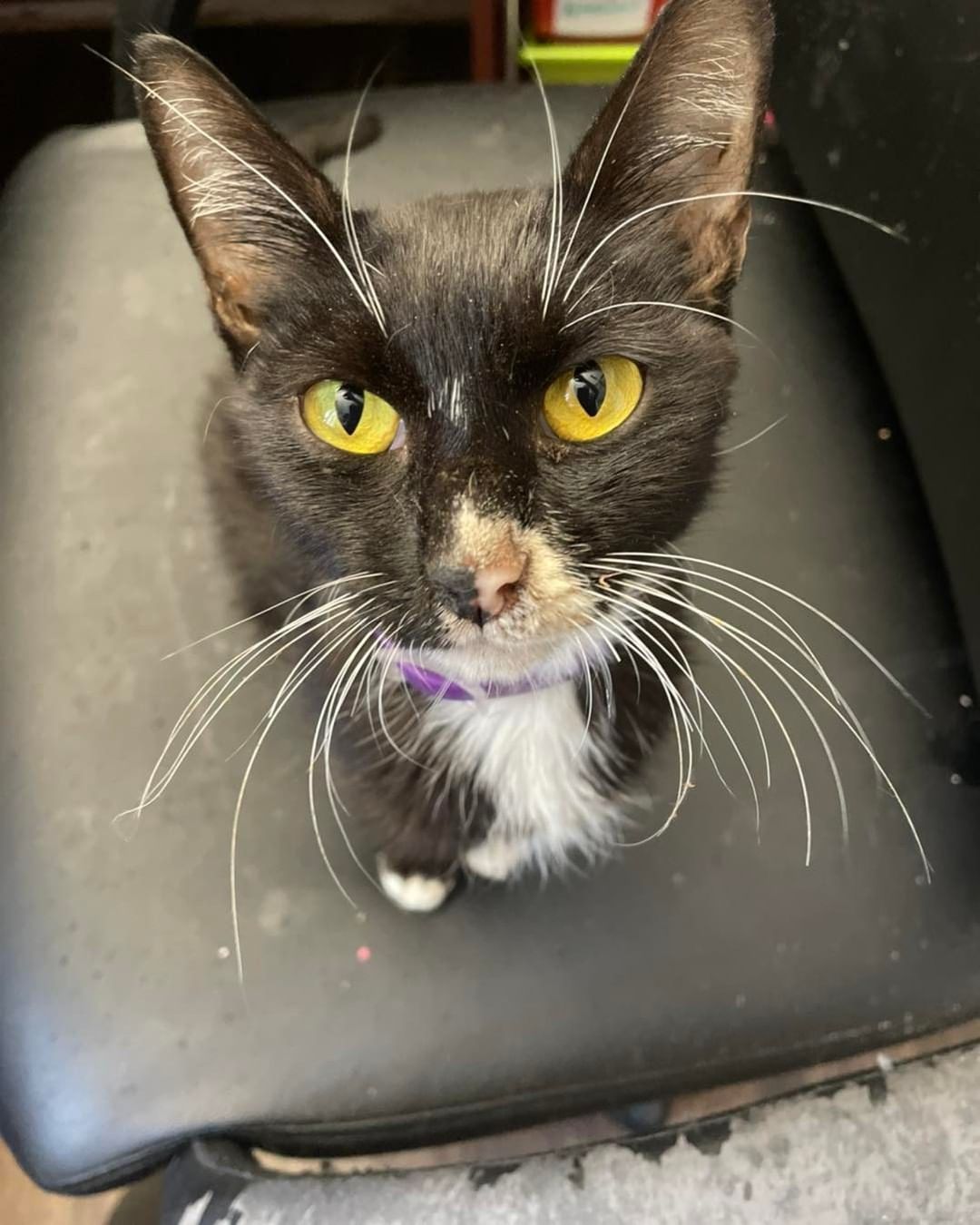 Lots of babies waiting for that one hooman that takes a chance on them! You never know if you’ll find the love of your life at Too Cute Kitten Rescue!! 😻😽😺💝

If interested fill out application here—->
https://www.shelterluv.com/matchme/adopt/TCKR/Cat
And contact us for a meet and greet ☺️at 760-335-8000