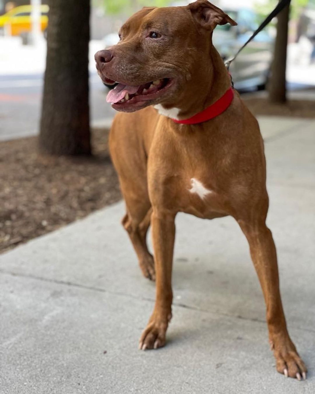 Monday morning blues got you down? MARINA pick-me-up post coming your way!

Our smiliest senior lady Marina is looking for her forever people. This little butter biscuit is a ray of sunshine. 

She’s a ten-year-old dog who is part Amstaf and part social butterfly. 

Marina is polite, gentle, and likes everyone she meets. Want to befriend our Marina? Rub her belly and toss a cozy blanket on top of her to snuggle under. She’ll fall in love.

She knows basic commands, is house trained, loves being outdoors, and walks politely on a leash.

❤️ One of the best things about adopting a senior is the look in their eyes when they know they are finally home and have so much gratitude for you.

November is Adopt A Senior Month! Let's honor this special lady (Marina) by getting her a forever home. 🐾🌟

For more info or to adopt Marina, visit us at NYCSecondChanceRescue.org