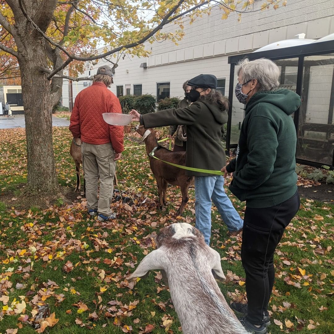 Due to COVID, we are adjusting how we reach our partners. We are grateful to have partners like Hazel Center that will help us reach their residents in a new way. The Amigoats made a special in town visit. They got to enjoy Hazel Center’s backyard and were even fed fresh carrots from their garden. Lucky was so excited that he showed them some of his moves. It was a well deserved break for both humans and goats. 

<a target='_blank' href='https://www.instagram.com/explore/tags/Sanctuary/'>#Sanctuary</a> <a target='_blank' href='https://www.instagram.com/explore/tags/CareFarm/'>#CareFarm</a> <a target='_blank' href='https://www.instagram.com/explore/tags/SanctuaryOne/'>#SanctuaryOne</a> <a target='_blank' href='https://www.instagram.com/explore/tags/Goats/'>#Goats</a> <a target='_blank' href='https://www.instagram.com/explore/tags/Gratitude/'>#Gratitude</a> <a target='_blank' href='https://www.instagram.com/explore/tags/Grateful/'>#Grateful</a> <a target='_blank' href='https://www.instagram.com/explore/tags/GratitudeMonth/'>#GratitudeMonth</a> <a target='_blank' href='https://www.instagram.com/explore/tags/Amigoats/'>#Amigoats</a>