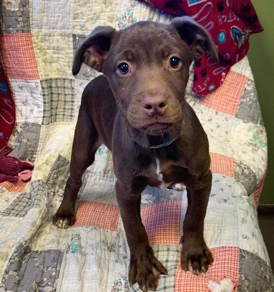 If you’re looking for a playful, spunky pup, Frittata is your girl! She is a 3-month-old Retriever mix. She loves to play with her siblings and snuggle her people! She’s an absolute doll baby 😊. 
Apply to meet her at Jrspupsnstuff.org
DS 270089 <a target='_blank' href='https://www.instagram.com/explore/tags/jrsdogsofinstagram/'>#jrsdogsofinstagram</a> <a target='_blank' href='https://www.instagram.com/explore/tags/jrspups/'>#jrspups</a> <a target='_blank' href='https://www.instagram.com/explore/tags/rescuedogsofinstagram/'>#rescuedogsofinstagram</a> <a target='_blank' href='https://www.instagram.com/explore/tags/jrspupsnstuff/'>#jrspupsnstuff</a> <a target='_blank' href='https://www.instagram.com/explore/tags/rescuedog/'>#rescuedog</a> <a target='_blank' href='https://www.instagram.com/explore/tags/rescue/'>#rescue</a> <a target='_blank' href='https://www.instagram.com/explore/tags/foster/'>#foster</a> <a target='_blank' href='https://www.instagram.com/explore/tags/adopt/'>#adopt</a> <a target='_blank' href='https://www.instagram.com/explore/tags/fosteringsaveslives/'>#fosteringsaveslives</a> <a target='_blank' href='https://www.instagram.com/explore/tags/fosterdog/'>#fosterdog</a> <a target='_blank' href='https://www.instagram.com/explore/tags/adoptdontshop/'>#adoptdontshop</a>