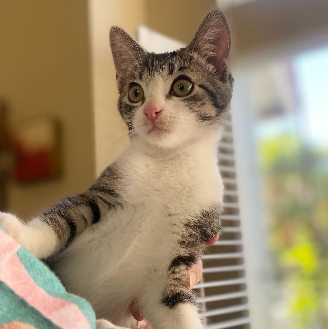 Hello- from Melody! 
Melody got her name because of her cute meow. She is a bundle on energy, moving and playing with her siblings or climbing all over her people. She is friendly with everyone and is a very social kitten. She has been raised with kids, cats and dogs and would be a great addition to your family. ❤️ She really is the perfect little cat and we know you will love her as much as we do! 
All of her siblings have been adopted and now it’s her turn!!
She is UTD on vax, combo tested and will be spayed when she’s a little older. 
We are looking for a home for Miss Melody that has another kitty or cat friendly dog for her to play and interact with.
DM for an adoption questionnaire!
.

.
.

.
.
.
.
.
.
.
<a target='_blank' href='https://www.instagram.com/explore/tags/tabbykitten/'>#tabbykitten</a><a target='_blank' href='https://www.instagram.com/explore/tags/turkishvanmix/'>#turkishvanmix</a><a target='_blank' href='https://www.instagram.com/explore/tags/kittyboo/'>#kittyboo</a><a target='_blank' href='https://www.instagram.com/explore/tags/kittensdaily/'>#kittensdaily</a><a target='_blank' href='https://www.instagram.com/explore/tags/fosteringsaveslives/'>#fosteringsaveslives</a><a target='_blank' href='https://www.instagram.com/explore/tags/catfoster/'>#catfoster</a><a target='_blank' href='https://www.instagram.com/explore/tags/fostercat/'>#fostercat</a><a target='_blank' href='https://www.instagram.com/explore/tags/fosterkitten/'>#fosterkitten</a><a target='_blank' href='https://www.instagram.com/explore/tags/catrescue/'>#catrescue</a><a target='_blank' href='https://www.instagram.com/explore/tags/scv/'>#scv</a><a target='_blank' href='https://www.instagram.com/explore/tags/santaclaritavalley/'>#santaclaritavalley</a><a target='_blank' href='https://www.instagram.com/explore/tags/adoptacat/'>#adoptacat</a><a target='_blank' href='https://www.instagram.com/explore/tags/kittycatsofinstagram/'>#kittycatsofinstagram</a><a target='_blank' href='https://www.instagram.com/explore/tags/catlovers/'>#catlovers</a><a target='_blank' href='https://www.instagram.com/explore/tags/catsrule/'>#catsrule</a>