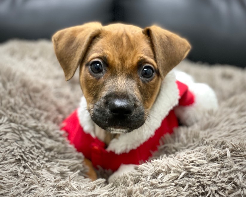 We have puppies! What could make the upcoming holidays cuter than them?

For more information and to put in an application, visit warmhearts.org/adopt. 

<a target='_blank' href='https://www.instagram.com/explore/tags/Adoptdontshop/'>#Adoptdontshop</a> <a target='_blank' href='https://www.instagram.com/explore/tags/littlerock/'>#littlerock</a> <a target='_blank' href='https://www.instagram.com/explore/tags/littlerockar/'>#littlerockar</a> <a target='_blank' href='https://www.instagram.com/explore/tags/littlerockarkansas/'>#littlerockarkansas</a> <a target='_blank' href='https://www.instagram.com/explore/tags/arkansas/'>#arkansas</a> <a target='_blank' href='https://www.instagram.com/explore/tags/hspc/'>#hspc</a>