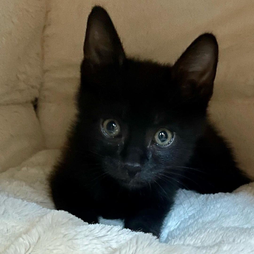 Sweet little Hades!! 
Hades and his siblings were rescued when a kind person found them in a box under his truck. Another kind person got involved and was able to reach our rescue and secured a foster- where they have been growing and loving on their foster humans. 
Hades is the smallest of the litter but also the spunkiest!!! This little guy is ALL play energy! He loves to run around chasing his siblings, wrestling and acting bigger than he is. 
As soon as playtime is over and he’s all tuckered out- Hades is all about the cuddles! He loves people; purring immediately when he's petted and loves being cuddled with. He’s a ball of energy and a HUGE lover!! 
Hades is hoping to be adopted with one of his siblings (please see Persephone, Calypso and Hestia) and/or MUST be adopted into a home with a kitten friendly pet. 
Hades is up to date on shots, negative for FIV/FELV, microchipped and will be neutered at the appropriate age. 
His DOB is 9/8.
DM for an adoption questionnaire! 
.
.
.
.
.
.
.
.
.
<a target='_blank' href='https://www.instagram.com/explore/tags/blackkitties/'>#blackkitties</a><a target='_blank' href='https://www.instagram.com/explore/tags/blackkittens/'>#blackkittens</a><a target='_blank' href='https://www.instagram.com/explore/tags/meowmonday/'>#meowmonday</a><a target='_blank' href='https://www.instagram.com/explore/tags/meowdel/'>#meowdel</a><a target='_blank' href='https://www.instagram.com/explore/tags/mondayvibes/'>#mondayvibes</a><a target='_blank' href='https://www.instagram.com/explore/tags/minipanther/'>#minipanther</a><a target='_blank' href='https://www.instagram.com/explore/tags/blackcatsofig/'>#blackcatsofig</a><a target='_blank' href='https://www.instagram.com/explore/tags/blackcatsofinstagram/'>#blackcatsofinstagram</a><a target='_blank' href='https://www.instagram.com/explore/tags/kittybutt/'>#kittybutt</a><a target='_blank' href='https://www.instagram.com/explore/tags/catlife/'>#catlife</a><a target='_blank' href='https://www.instagram.com/explore/tags/ittakesavillage/'>#ittakesavillage</a><a target='_blank' href='https://www.instagram.com/explore/tags/fostering/'>#fostering</a><a target='_blank' href='https://www.instagram.com/explore/tags/catstagram/'>#catstagram</a><a target='_blank' href='https://www.instagram.com/explore/tags/blackkittensofinstagram/'>#blackkittensofinstagram</a><a target='_blank' href='https://www.instagram.com/explore/tags/adoptdontshop/'>#adoptdontshop</a>