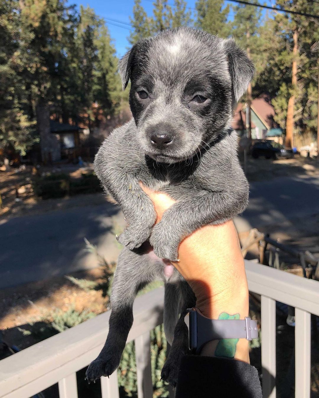 UPDATE: Due to an overwhelming amount of interested families, we are no longer accepting applications for these puppies. Thank you! 💛

Hi, we are the “Marvel” pups, an all girl gang looking for our forever homes! We are 5 week old, full cattle dog puppies who will be ready to take home on 12/11. Swipe to see pictures of our mom and dad. 🐶💫

We were part of an accidental litter and then surrendered to the HIT Living Foundation with the promise of making sure we end up in the most Marvel-lous homes! We’ve been in foster care with puppy extraordinaire, @sheilaoakesarnett, who has been making sure we get all the yummy food and cuddles we deserve until we’re ready for our forever families. 

Meet the pups (in order of photos):
✨ Wanda - the fluff ball, outgoing and loves attention, best tail wag award!
✨ Natasha - petite and sweet, likes to snuggle in any lap
✨ Carol - spunky, attentive, curious, smart. Always keeping an eye on her sisters! 
✨ Hope - shy, quiet, loving. Also loves a good cuddle!
✨ Diana - the other fluffer, loves toys and playing with sisters and her foster mama 

**Please do your research on this breed before inquiring/applying. As high energy herding dogs, HIT Living is looking for people with experience or knowledge to ensure they thrive in their forever homes**

Apply to adopt at hitlivingfoundation.org 💛

<a target='_blank' href='https://www.instagram.com/explore/tags/hitliving/'>#hitliving</a> <a target='_blank' href='https://www.instagram.com/explore/tags/foundlove/'>#foundlove</a> <a target='_blank' href='https://www.instagram.com/explore/tags/cattledog/'>#cattledog</a> <a target='_blank' href='https://www.instagram.com/explore/tags/cattledogsofinstagram/'>#cattledogsofinstagram</a> <a target='_blank' href='https://www.instagram.com/explore/tags/cattledogs/'>#cattledogs</a> <a target='_blank' href='https://www.instagram.com/explore/tags/cattledogpuppy/'>#cattledogpuppy</a> <a target='_blank' href='https://www.instagram.com/explore/tags/cattledoglove/'>#cattledoglove</a> <a target='_blank' href='https://www.instagram.com/explore/tags/losangeles/'>#losangeles</a> <a target='_blank' href='https://www.instagram.com/explore/tags/sfv/'>#sfv</a> <a target='_blank' href='https://www.instagram.com/explore/tags/heelerpuppy/'>#heelerpuppy</a> <a target='_blank' href='https://www.instagram.com/explore/tags/heelersofinstagram/'>#heelersofinstagram</a> <a target='_blank' href='https://www.instagram.com/explore/tags/cattledoglove/'>#cattledoglove</a> <a target='_blank' href='https://www.instagram.com/explore/tags/heelerpuppies/'>#heelerpuppies</a>