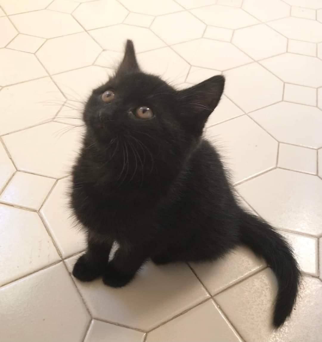 Adopt Charlotte! This cutie was found as a stray in Morris Plains. She is very friendly, playful, and snuggly. 😻 She is around 8wks old and ready for her new home! 🐈‍⬛

<a target='_blank' href='https://www.instagram.com/explore/tags/kittensofig/'>#kittensofig</a> <a target='_blank' href='https://www.instagram.com/explore/tags/kitten/'>#kitten</a> <a target='_blank' href='https://www.instagram.com/explore/tags/kittensofinstagram/'>#kittensofinstagram</a> <a target='_blank' href='https://www.instagram.com/explore/tags/blackcat/'>#blackcat</a> <a target='_blank' href='https://www.instagram.com/explore/tags/blackcatsofinstagram/'>#blackcatsofinstagram</a> <a target='_blank' href='https://www.instagram.com/explore/tags/blackkittens/'>#blackkittens</a> <a target='_blank' href='https://www.instagram.com/explore/tags/morristownnj/'>#morristownnj</a> <a target='_blank' href='https://www.instagram.com/explore/tags/nj/'>#nj</a> <a target='_blank' href='https://www.instagram.com/explore/tags/newjersey/'>#newjersey</a> <a target='_blank' href='https://www.instagram.com/explore/tags/911dogandcatrescue/'>#911dogandcatrescue</a> <a target='_blank' href='https://www.instagram.com/explore/tags/adopt/'>#adopt</a> <a target='_blank' href='https://www.instagram.com/explore/tags/rescue/'>#rescue</a> <a target='_blank' href='https://www.instagram.com/explore/tags/morriscounty/'>#morriscounty</a> <a target='_blank' href='https://www.instagram.com/explore/tags/morristown/'>#morristown</a>