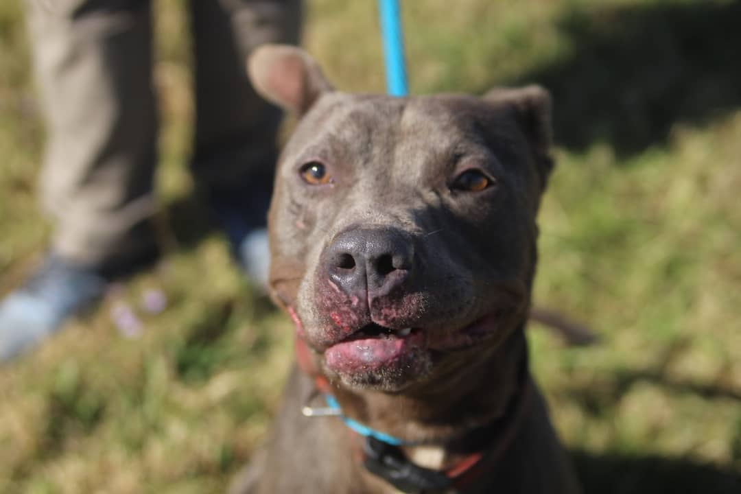 We want to thank @konnerallophotography for sharing her time and talents at the Vermilion Parish Shelter yesterday! These animals need all the publicity they can get to be seen and saved. We love working with local photographers, especially when the pictures are as beautiful as these 😍 📸 Give her a follow to help us show our thanks ❤️🐾