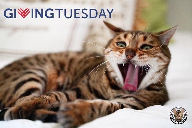 <a target='_blank' href='https://www.instagram.com/explore/tags/GivingTuesday2021/'>#GivingTuesday2021</a>

With November being the month for “Giving Tuesday” we hope you’ll consider donating to Bengal Rescue or adding the fundraiser on your page profile. We can’t do this without community, those amazing individuals who help us succeed. Like you! 

This month we earned the coveted Guidestar Platinum Seal of Transparency. It is a tremendous honor that we share with some of the world’s largest nonprofit organizations.

Please be aware of organizations or groups who claim they are a nonprofit and are not registered or able to show proof of a nonprofit tax ID, nor have a business license. 

We are only partnered with legitimate other 501c3 nonprofits for rescue. All vet bills are transparent for our fundraising. We respect the trust our donors put in our organization and ensure the funds are used as stated. We take our stewardship very seriously for our organization. Please be careful to check the organizations you choose to donate to and verify their tax ID or proof of legitimacy, active 501c3 status. 

We’ve heard many sad stories about dishonest representations of 501c3 nonprofits and claims of being a “Bengal Rescue Partner” when they are not. As well as people donating to organizations that aren’t actually legitimate organizations. Please be aware. 

All our partners go through extensive vetting and have a working nonprofit business relationship and are listed on our website www.bengalrescue.org

We hope you will give us your support, on <a target='_blank' href='https://www.instagram.com/explore/tags/GivingTuesday2021/'>#GivingTuesday2021</a>, so that we can continue to help so many more cats who just need a chance!

(PS - Abbiekins Bengal photo for attention!)