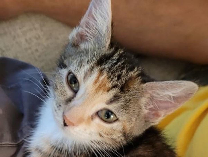 PURR PARTNERS ADOPTATHON:  Kittens and cats are at Petsmart this weekend again looking for their forever homes. 🏠🐈
Visit them on Sat 10a-12noon and Sun 1-3p when volunteers are available to assist you. Purr Partners kitty are at the Capital Crossings and Six Forks Station Petsmarts in Raleigh and at the Wake Forest Petsmart.
Be sure you have submitted your application to adopt so that you are ready when you are chosen by that special kitty. 😽

More kitties will be joining us at Petsmart Sat and more on Sun. See the following posts.
