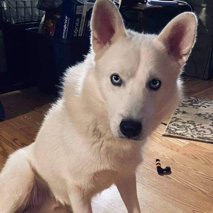 Bear is a 2 year old Samoyed Husky mix.  He is a super sweet boy that loves to cuddle.  He is good with Dogs, cats, and kids.

Apply online at the website below:

https://petlover.petstablished.com/pets/public/1228801