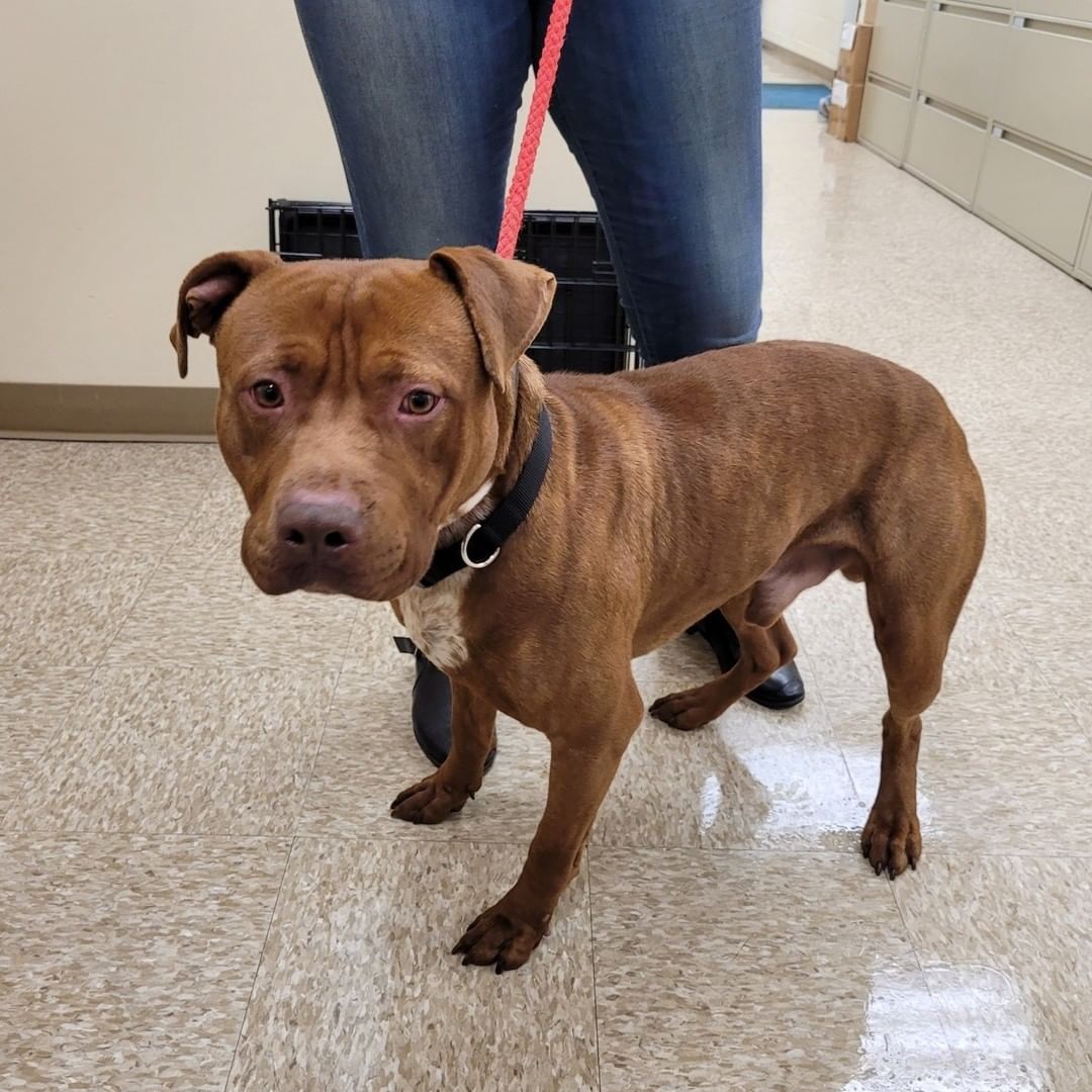 ‼ FOUND DOG ‼
This handsome dude was found at Chambers Street and Cedar Lane. If this is your dog, please contact the Hamilton Township Animal Shelter. 
📞 609-890-3550
Please share to help him find his way home.